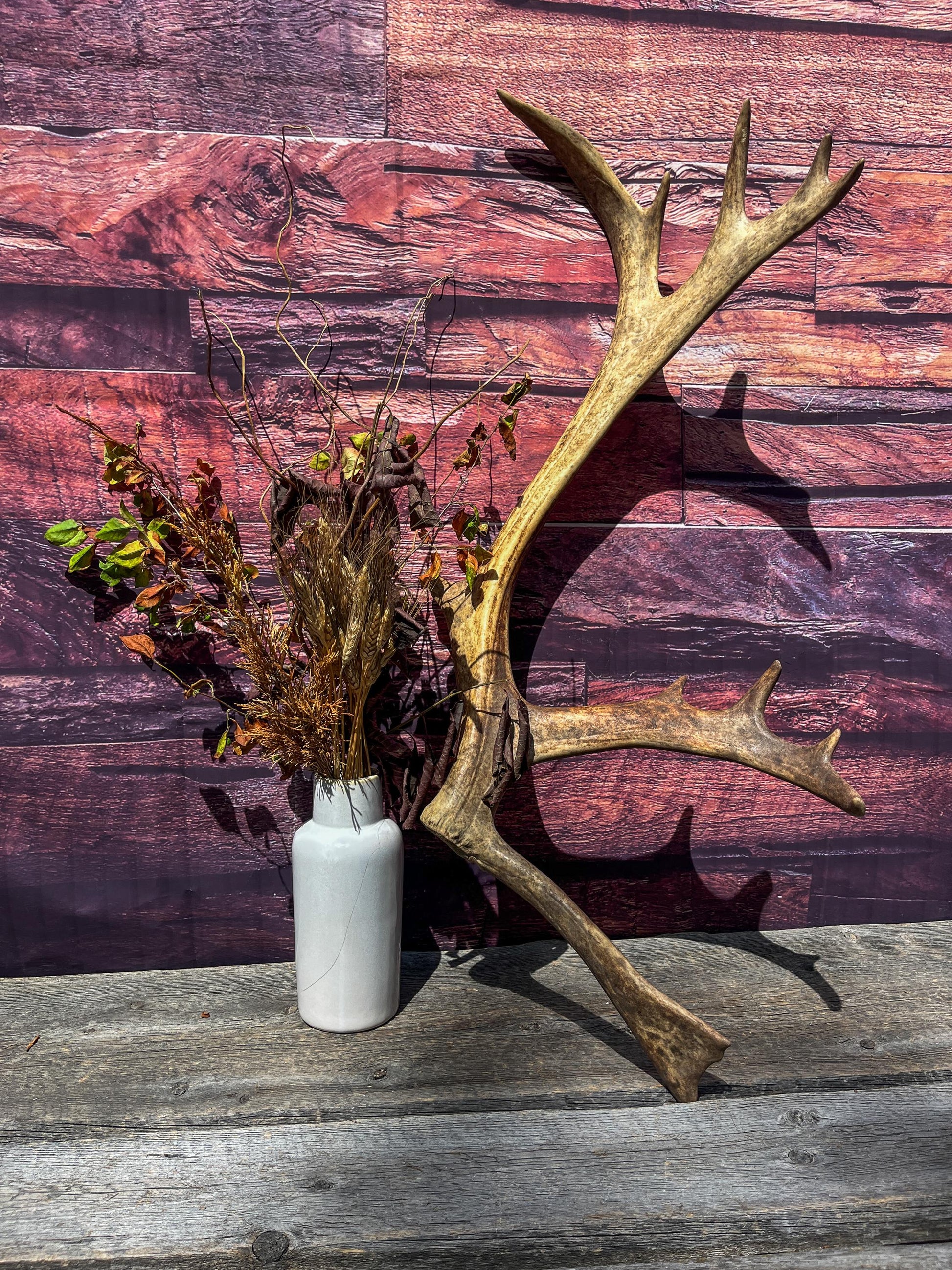 Shed Reindeer Antler. Interior Decor & Design Piece. Naturally Shed Caribou Antler
