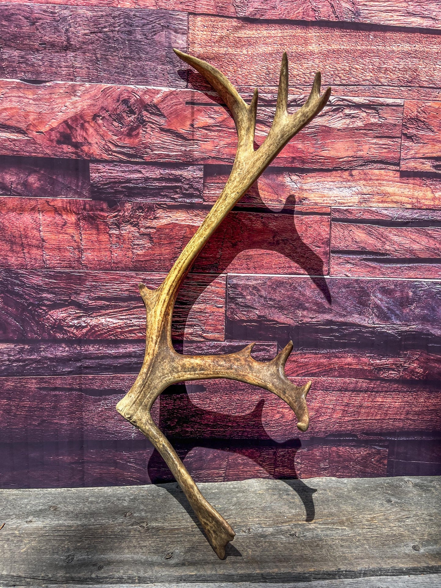 Shed Reindeer Antler. Interior Decor & Design Piece. Naturally Shed Caribou Antler