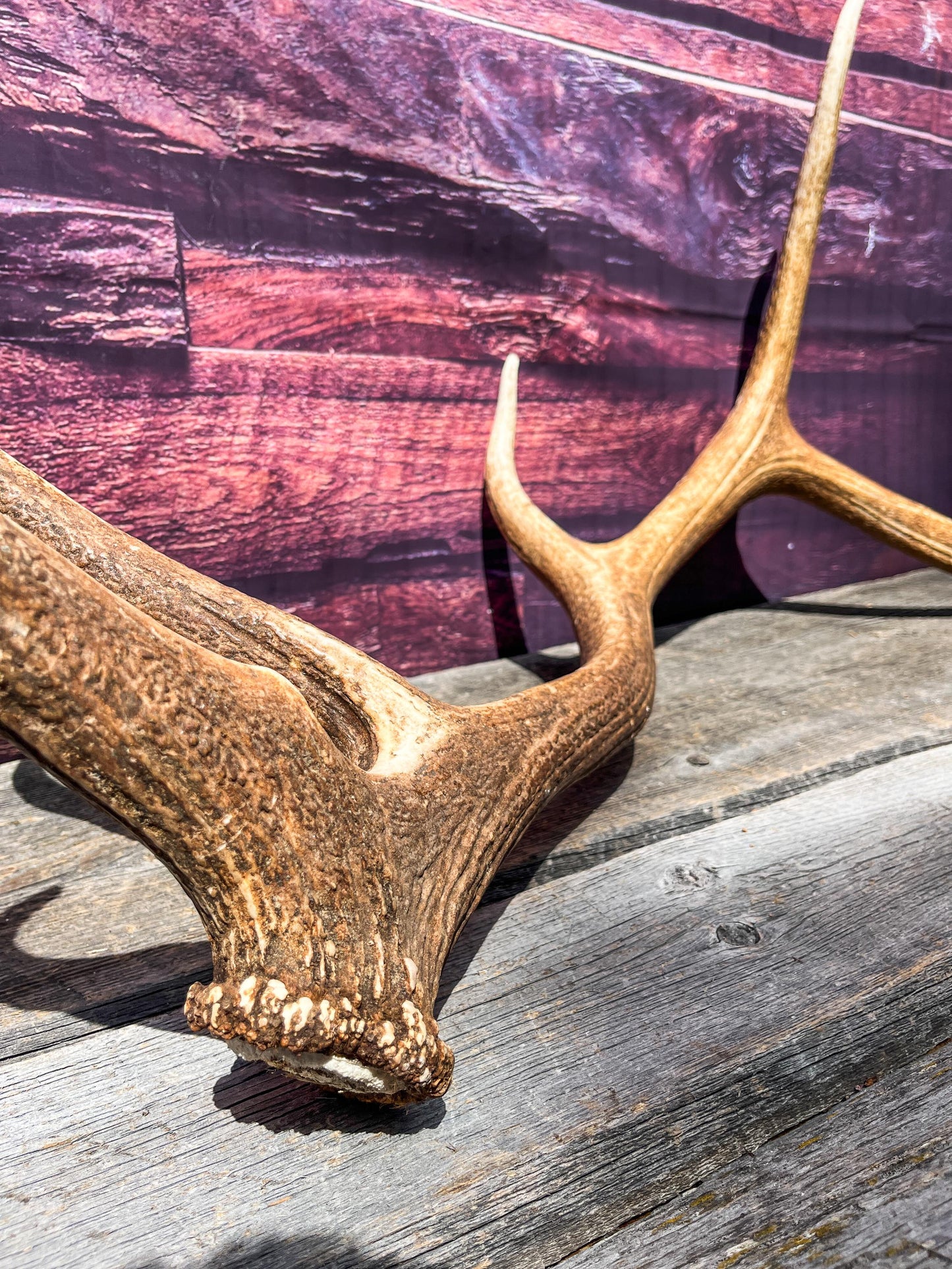 Elk Antler. Very Fresh Elk Shed for Home Decor, Interior Design and More.