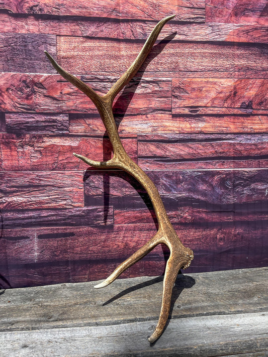 Elk Antler. Very Fresh Elk Shed for Home Decor, Interior Design and More.