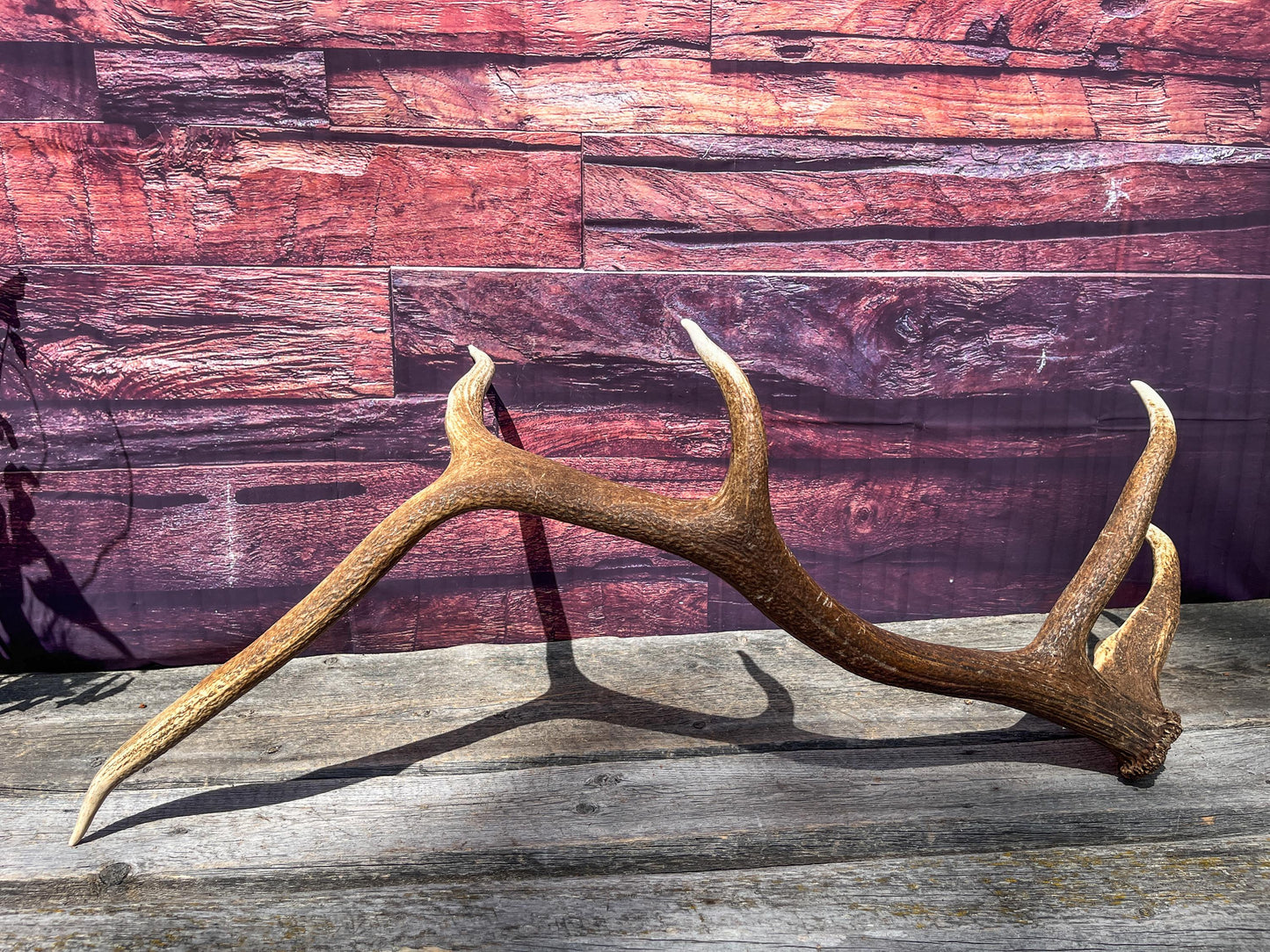 Elk Antler. Very Fresh Elk Shed for Home Decor, Interior Design and More.
