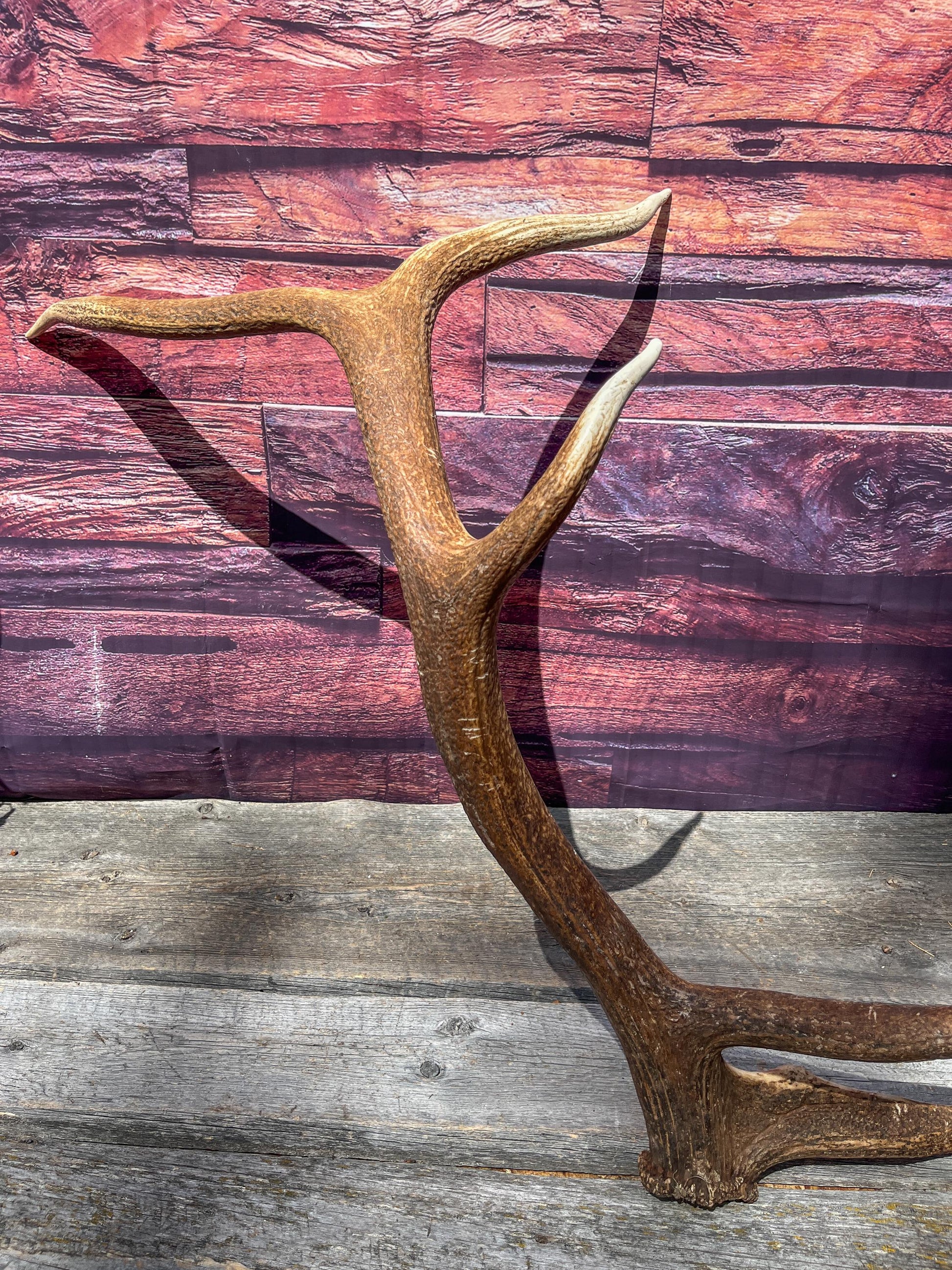 Elk Antler. Very Fresh Elk Shed for Home Decor, Interior Design and More.