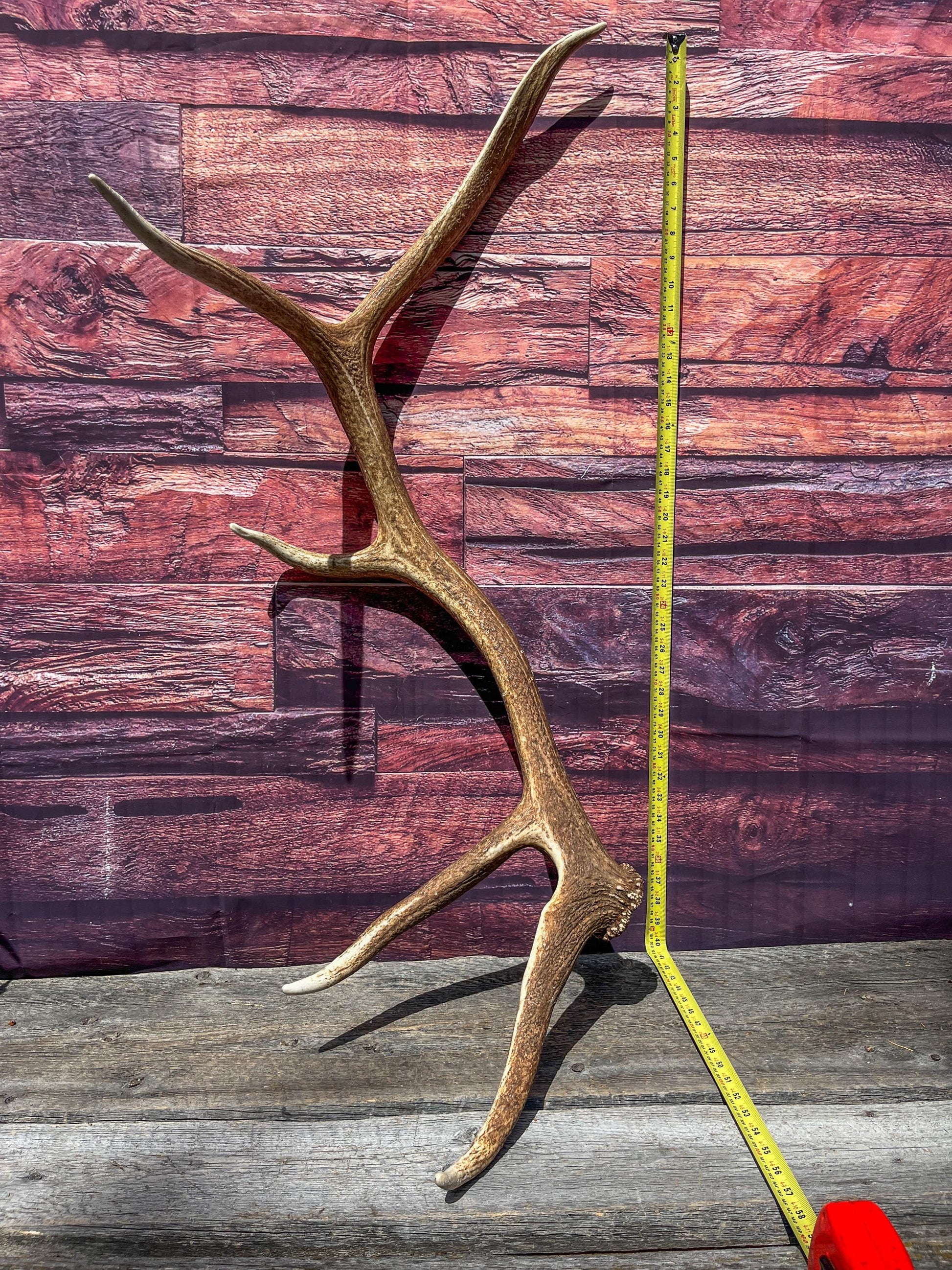Elk Antler. Very Fresh Elk Shed for Home Decor, Interior Design and More.