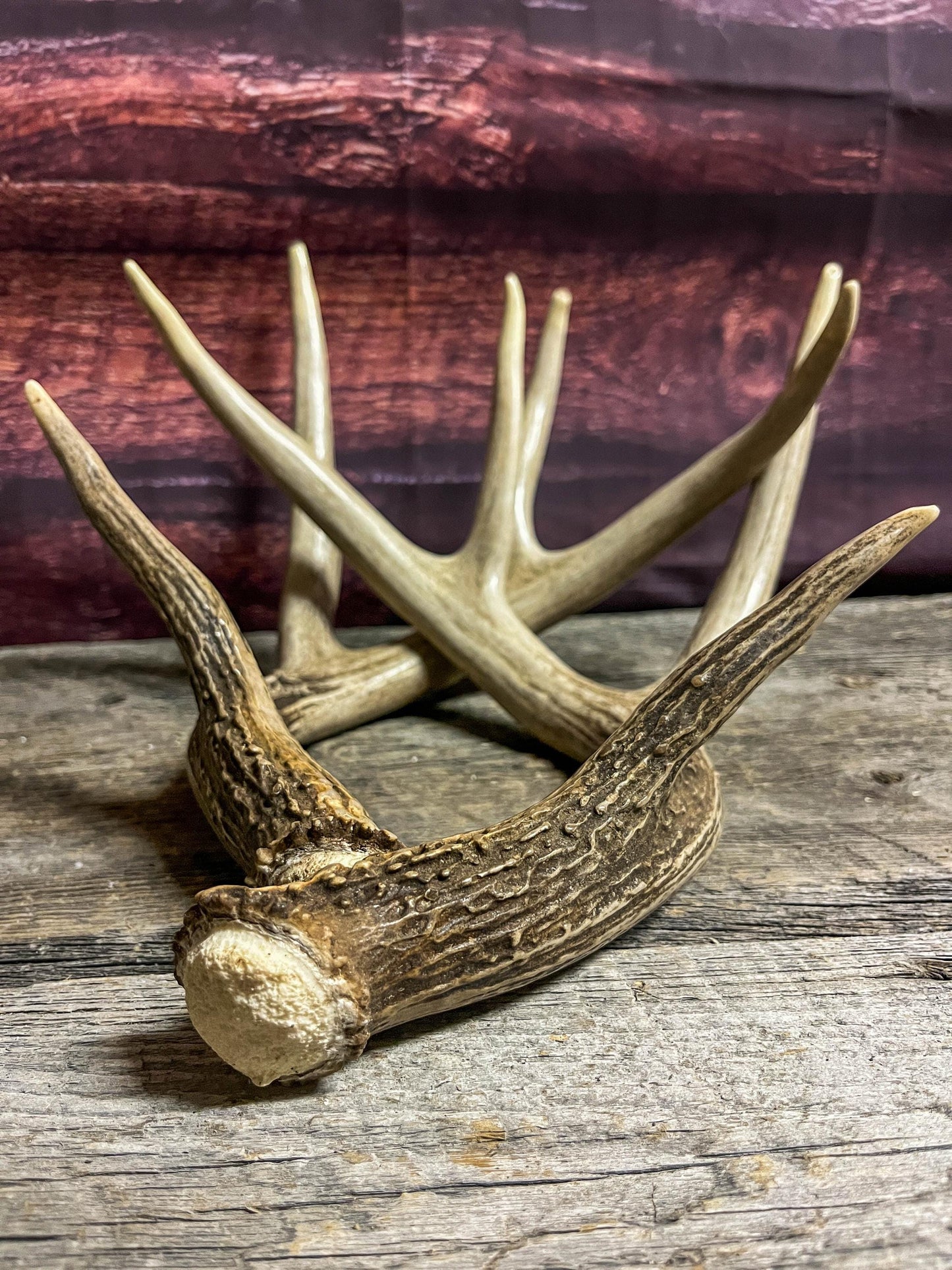 Set of Canadian Whitetail Deer Antlers. Classic Fresh 4x4 Antler Set.
