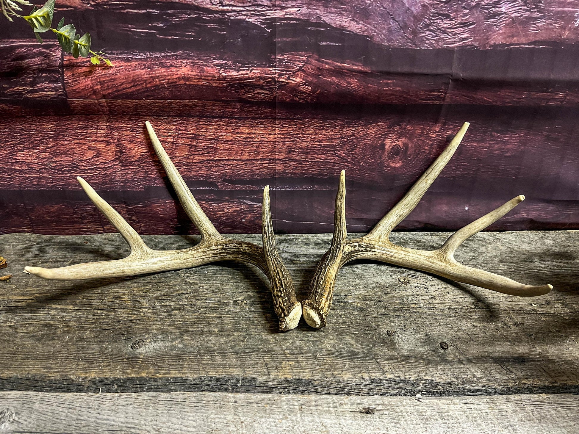 Set of Canadian Whitetail Deer Antlers. Classic Fresh 4x4 Antler Set.