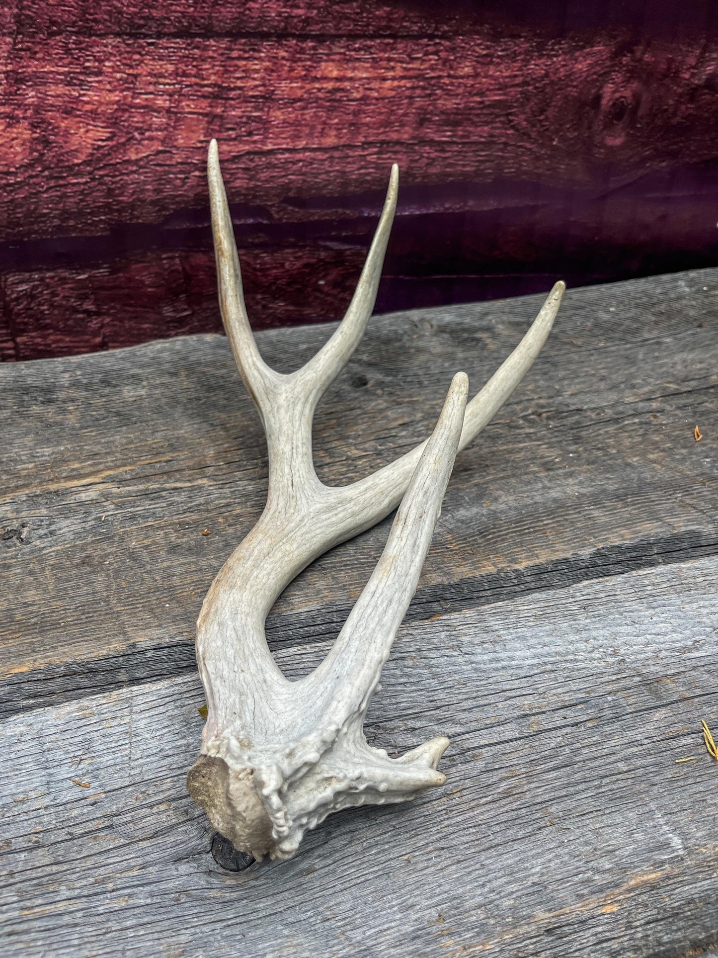 Deer Antler - Unique Mule deer Antler. Crafting, Decor and More