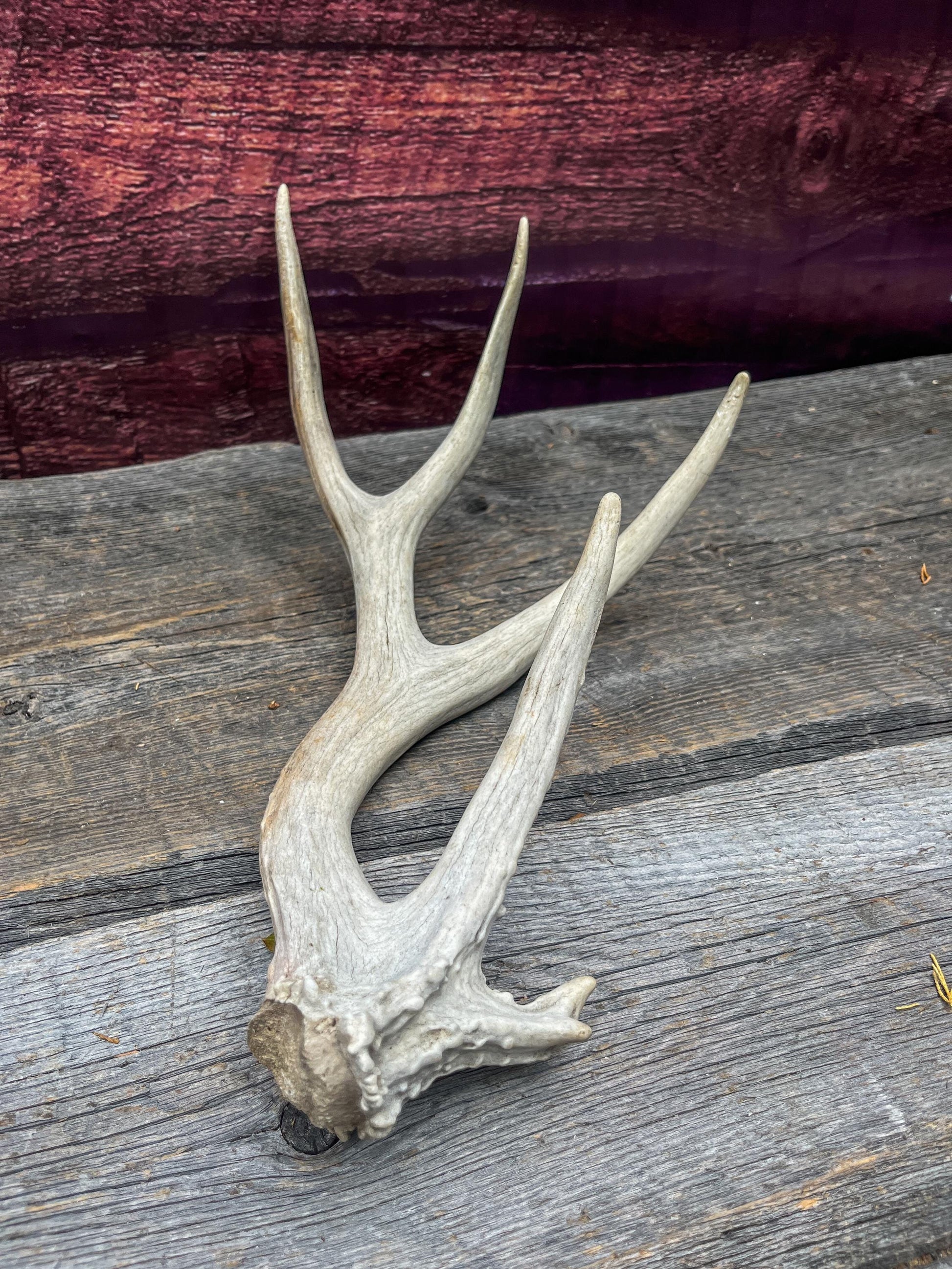 Deer Antler - Unique Mule deer Antler. Crafting, Decor and More