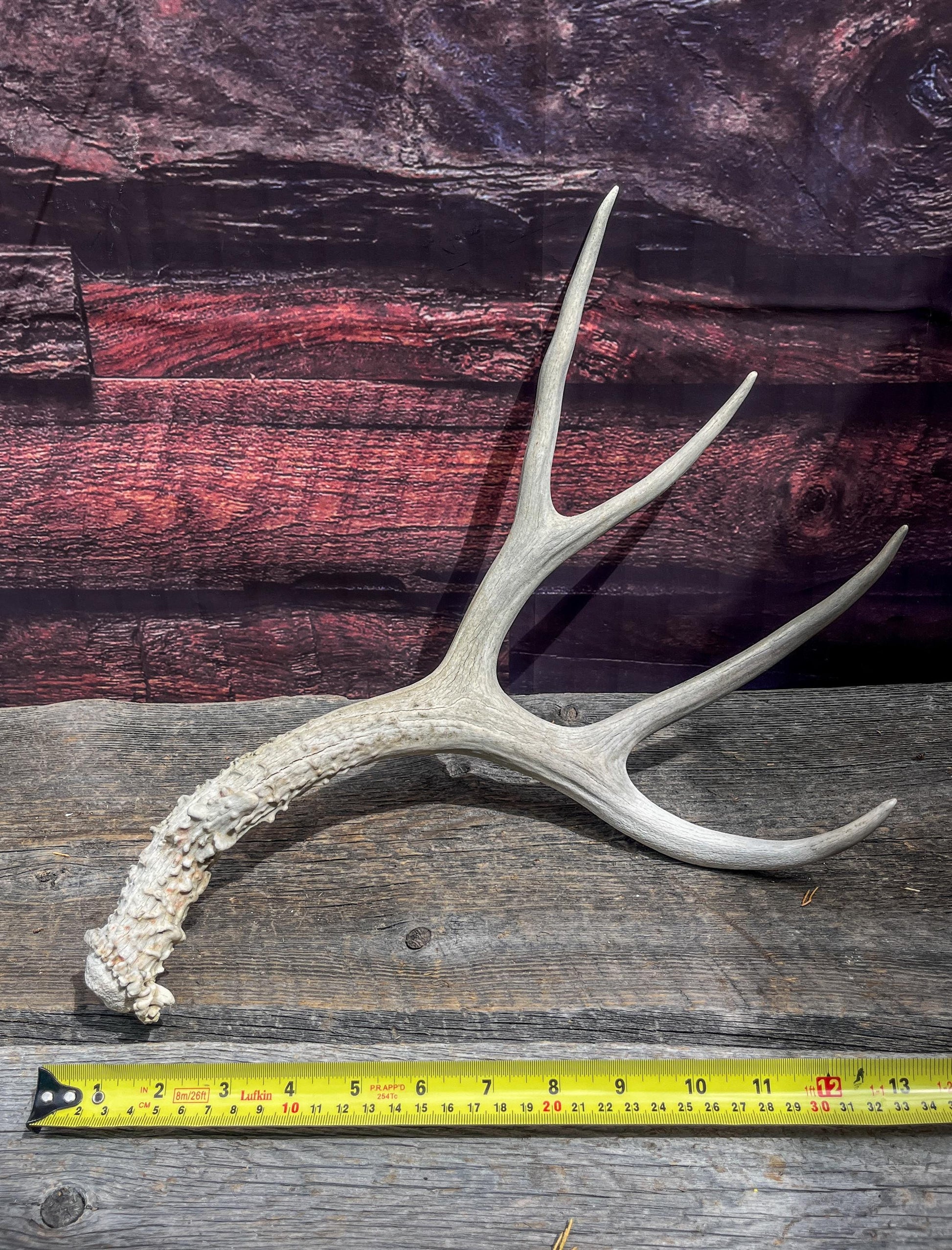 Naturally Shed Mule Deer Antler. Decor piece, Table Centerpiece, and More.