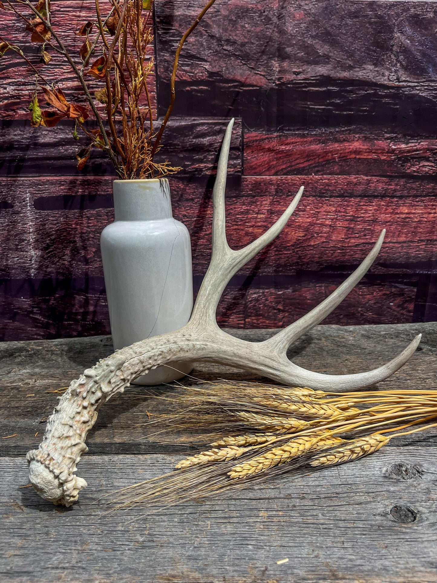 Naturally Shed Mule Deer Antler. Decor piece, Table Centerpiece, and More.