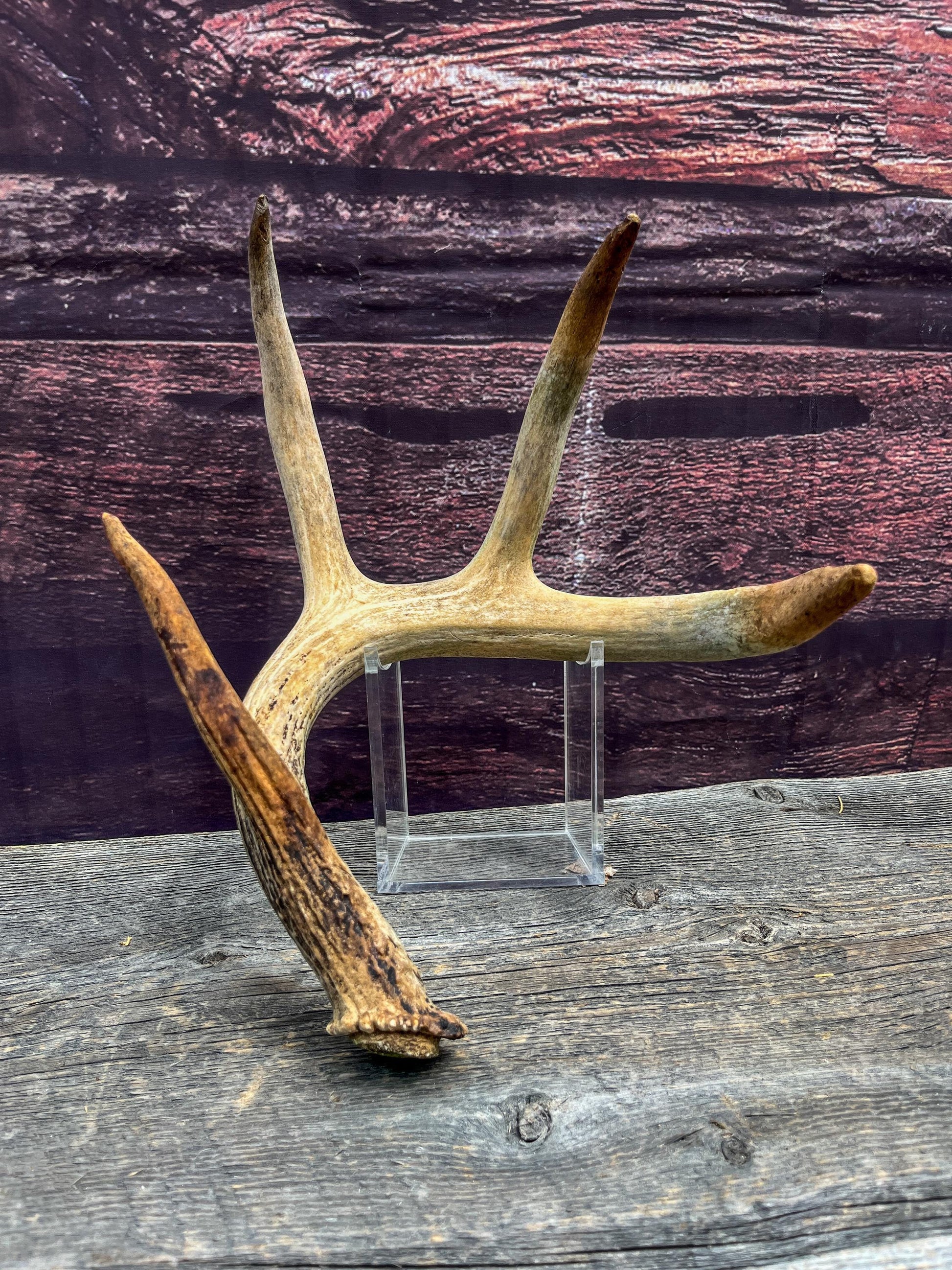 Deer Antler - Old White-tailed deer Antler. Wild deer antler for decor, design, crafting and more