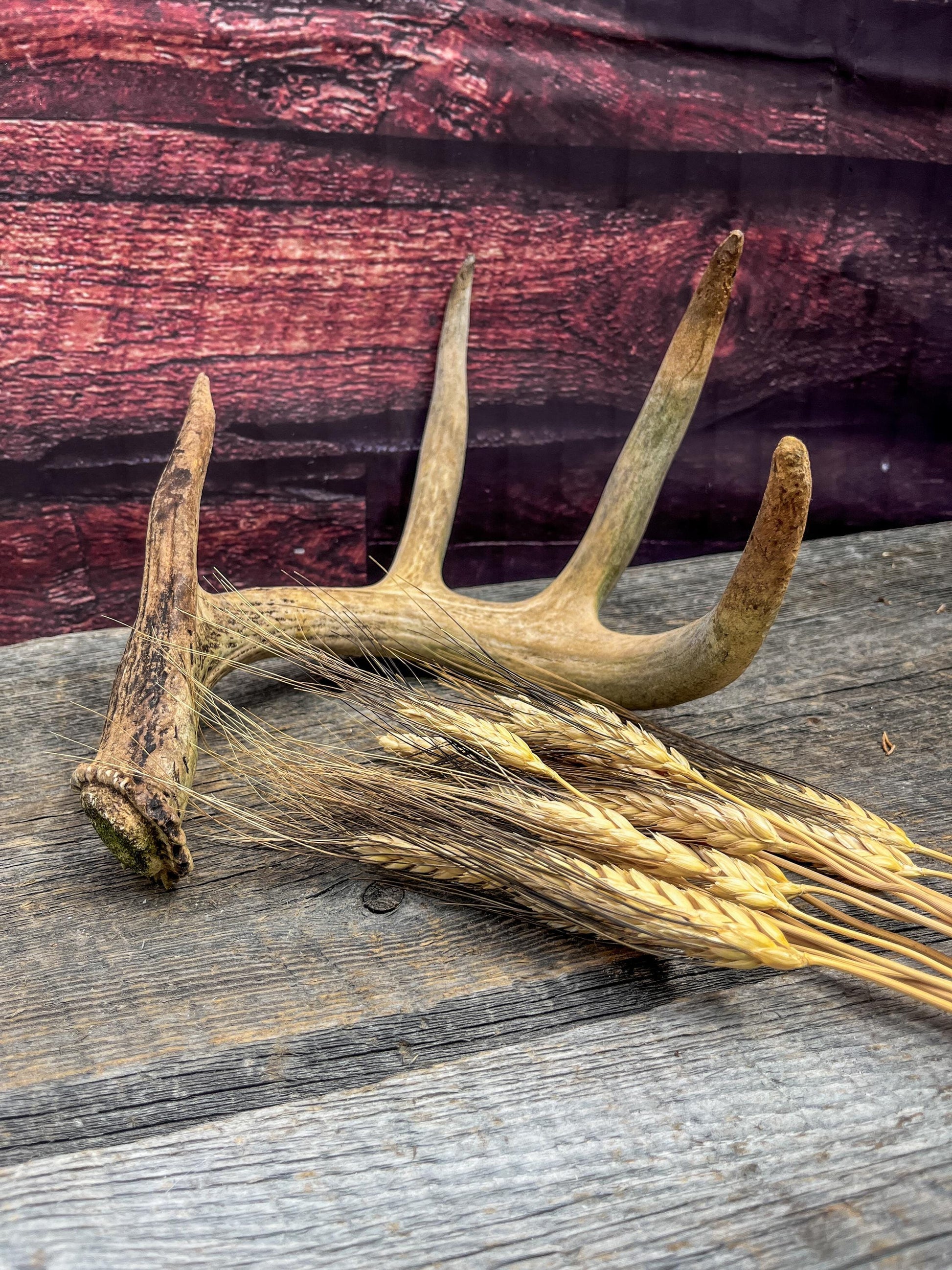 Deer Antler - Old White-tailed deer Antler. Wild deer antler for decor, design, crafting and more