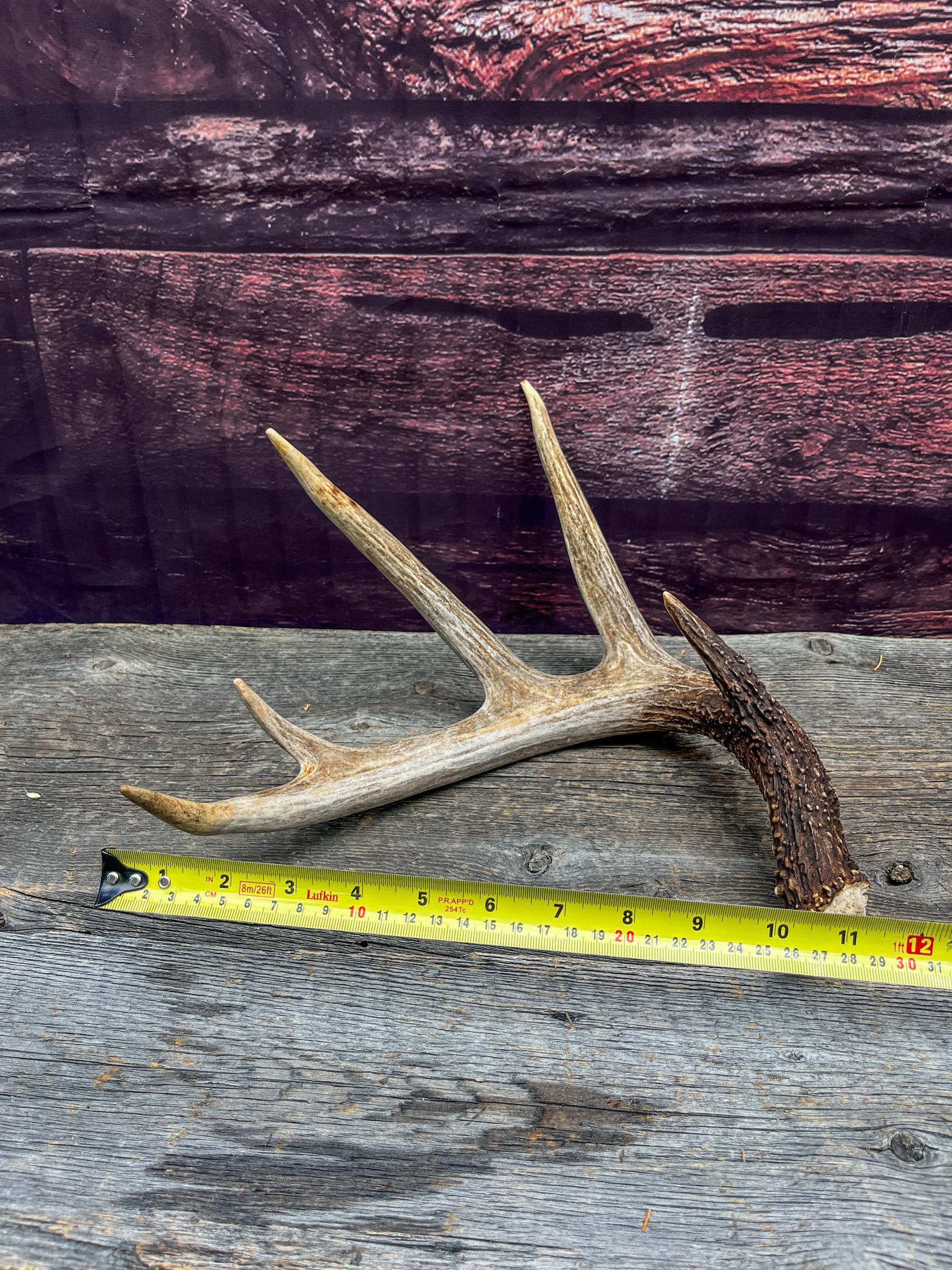 Deer Antler - White-tailed deer Antler. Wild antler for decor, design, and more