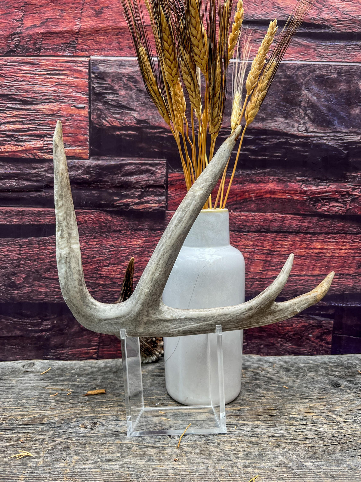 Deer Antler - White-tailed deer Antler. Wild antler for decor, design, and more