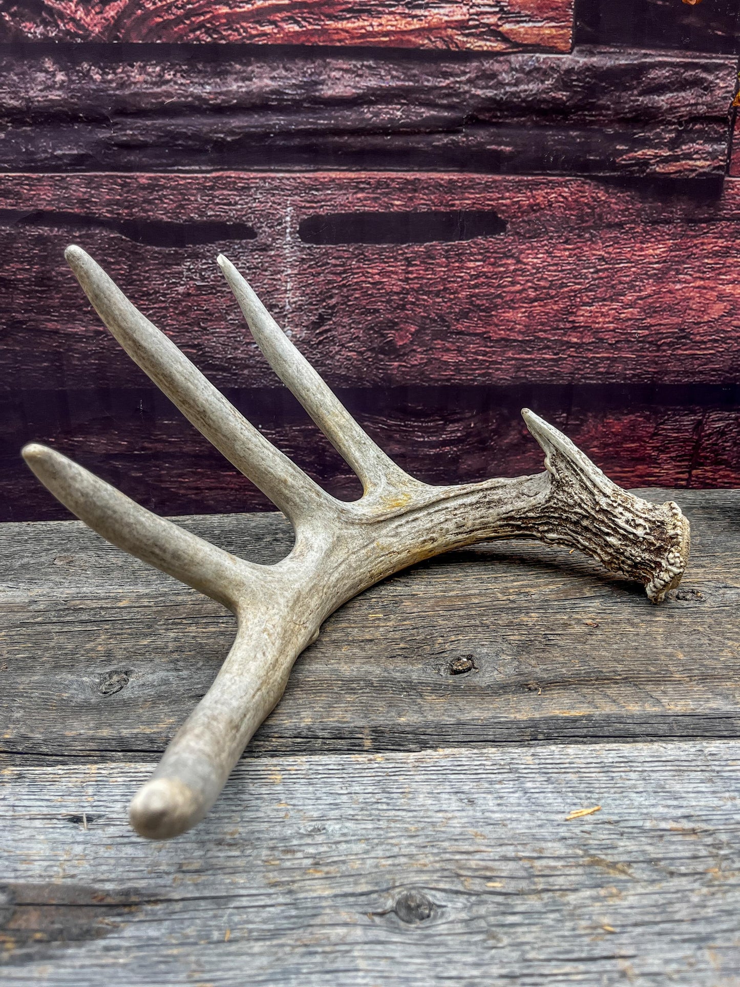 White-tailed Deer Shed Antler - Canadian Whitetailed deer Antler. Decor, design, crafting and more!