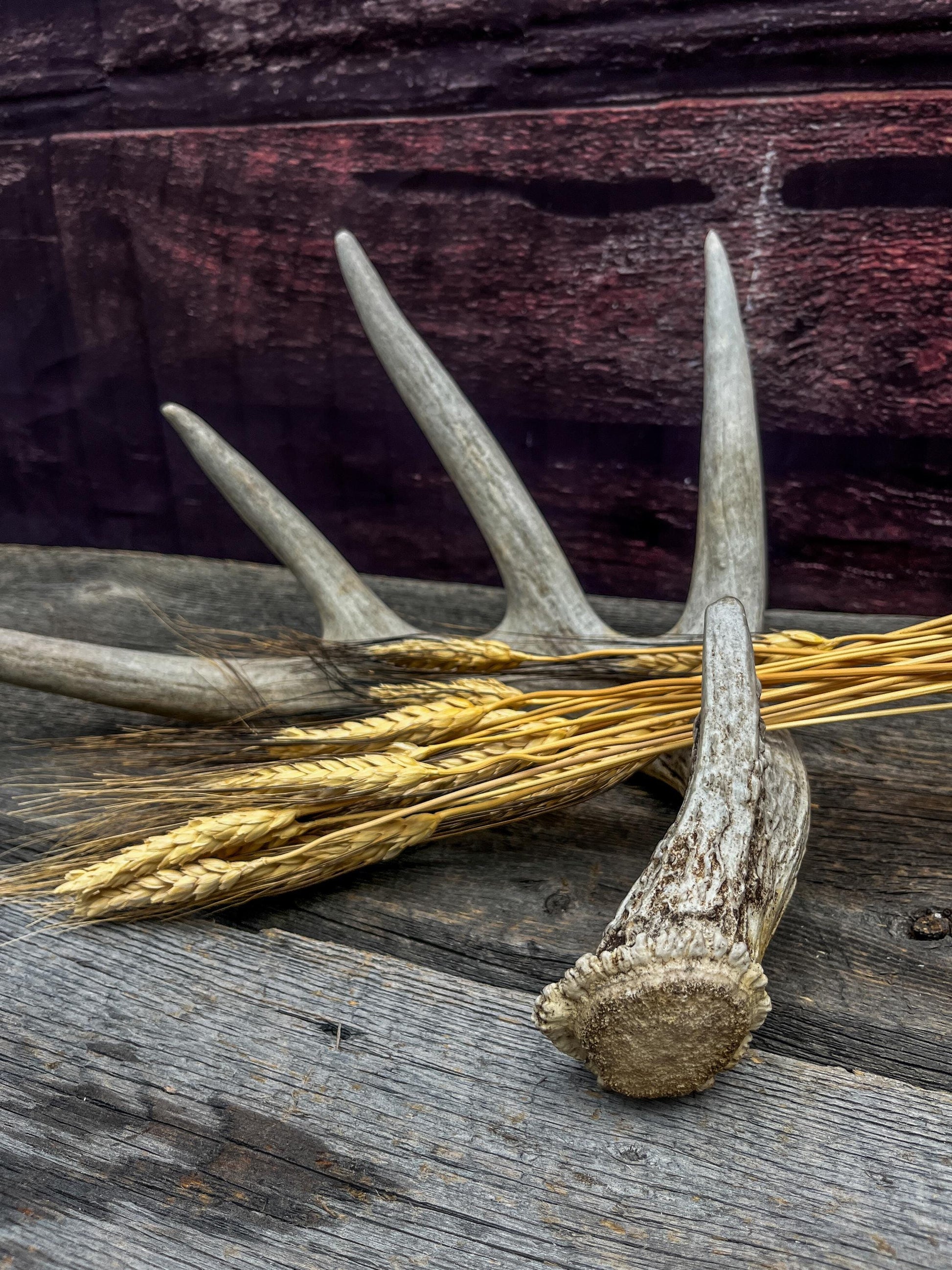 White-tailed Deer Shed Antler - Canadian Whitetailed deer Antler. Decor, design, crafting and more!