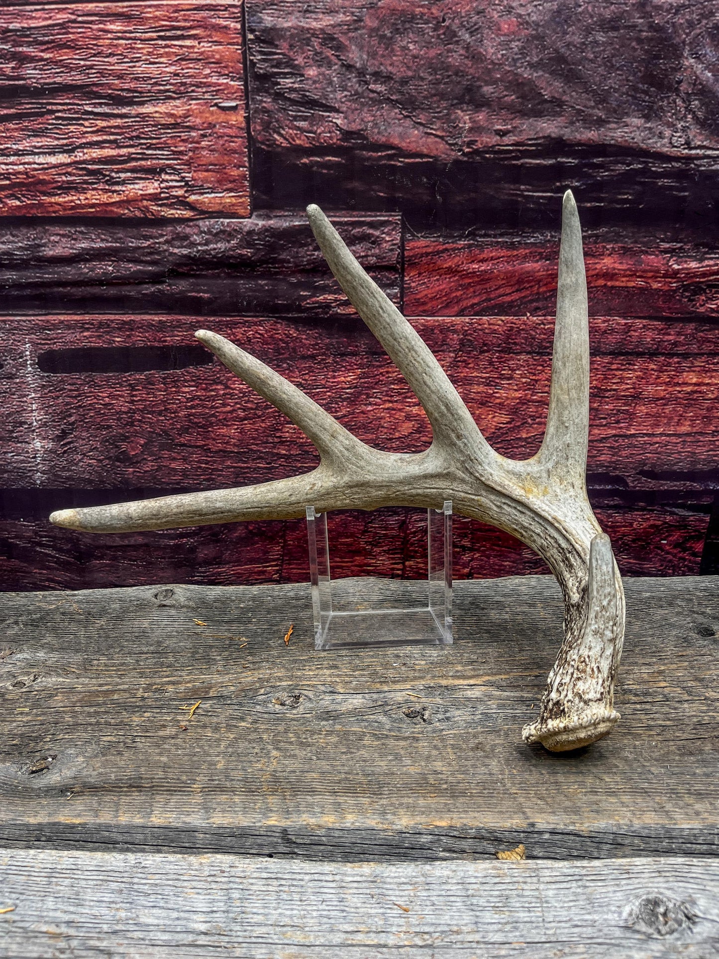 White-tailed Deer Shed Antler - Canadian Whitetailed deer Antler. Decor, design, crafting and more!