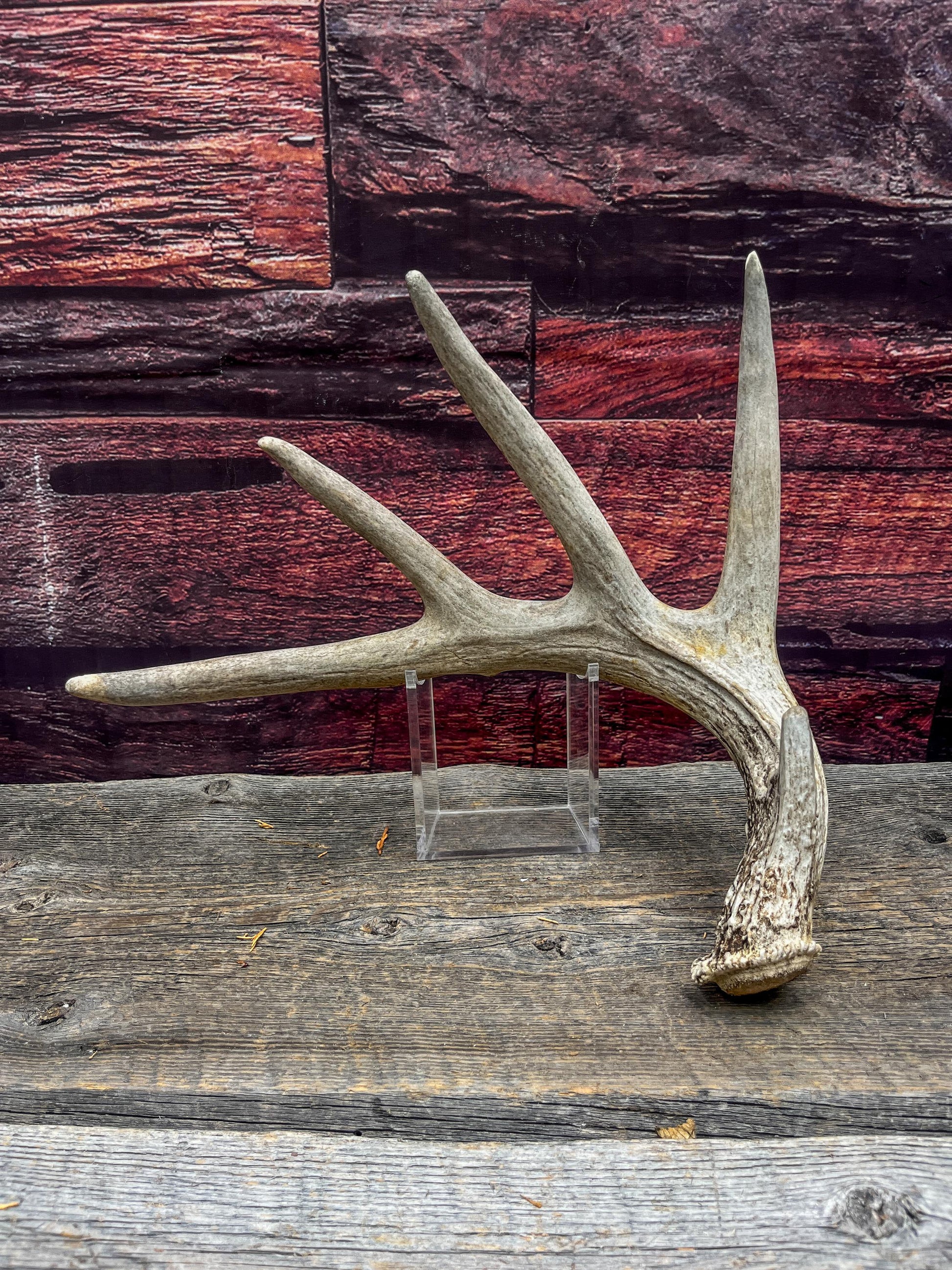 White-tailed Deer Shed Antler - Canadian Whitetailed deer Antler. Decor, design, crafting and more!