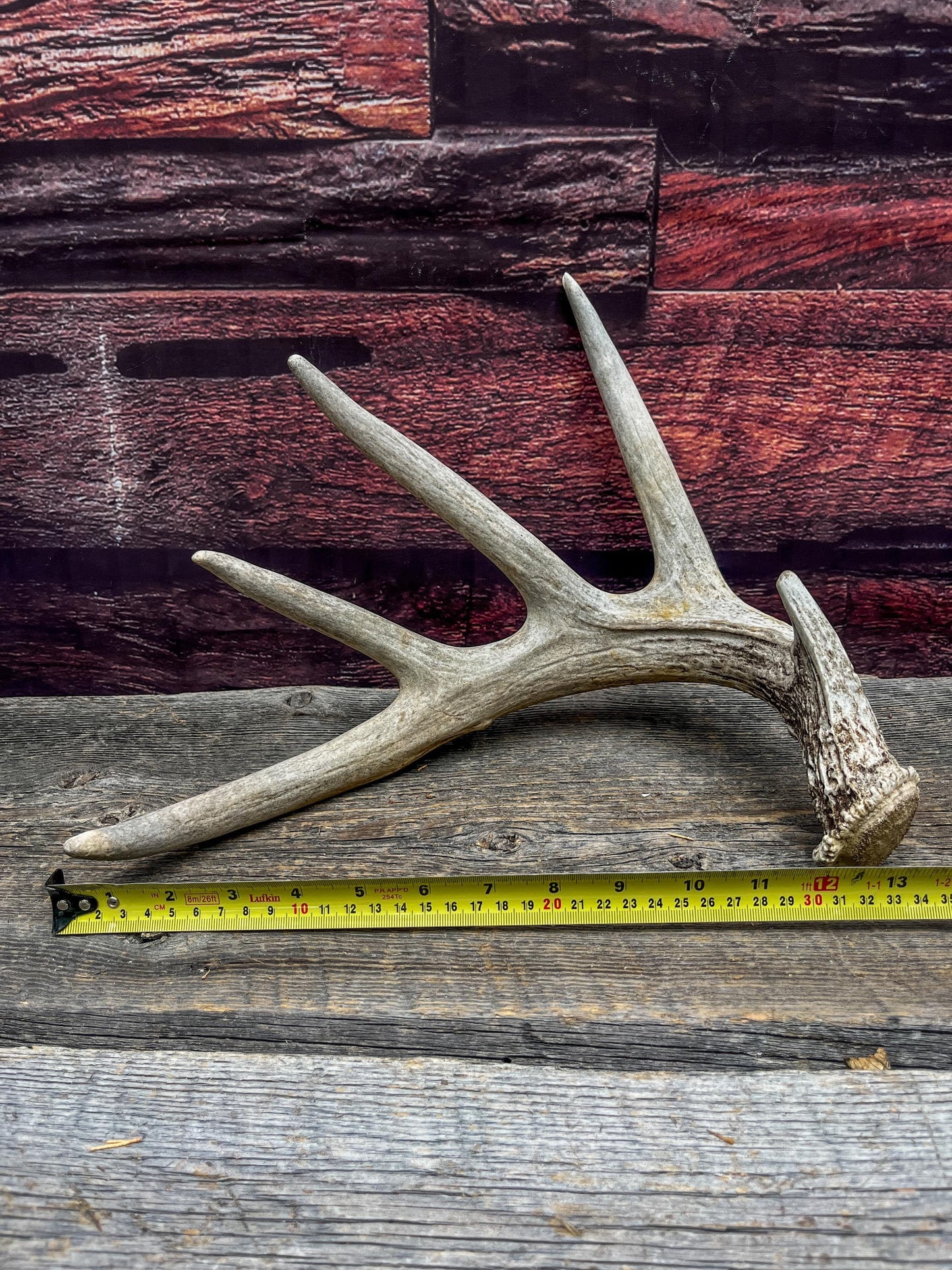 White-tailed Deer Shed Antler - Canadian Whitetailed deer Antler. Decor, design, crafting and more!