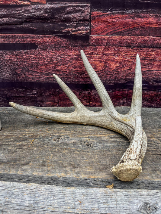 White-tailed Deer Shed Antler - Canadian Whitetailed deer Antler. Decor, design, crafting and more!