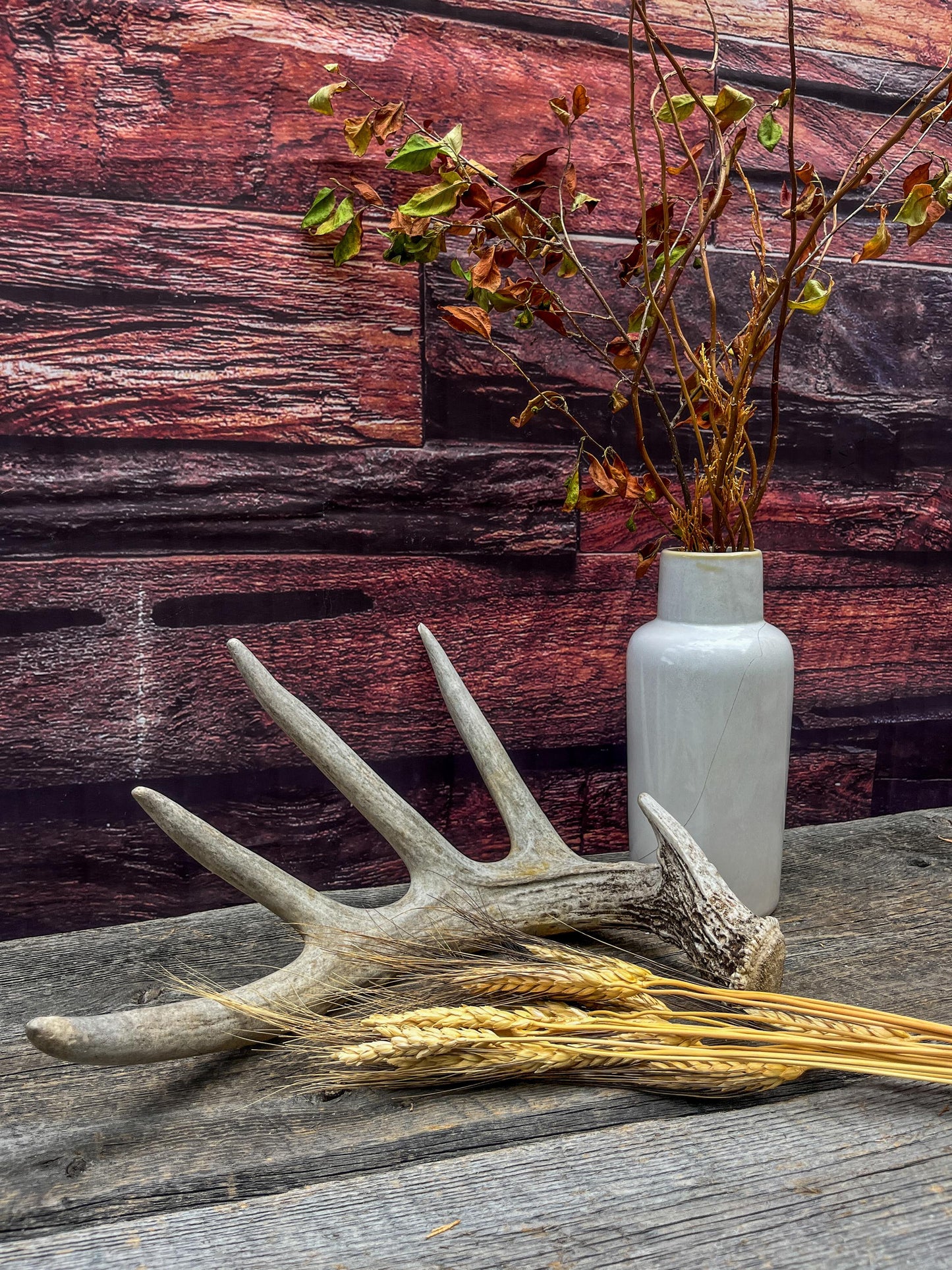 White-tailed Deer Shed Antler - Canadian Whitetailed deer Antler. Decor, design, crafting and more!