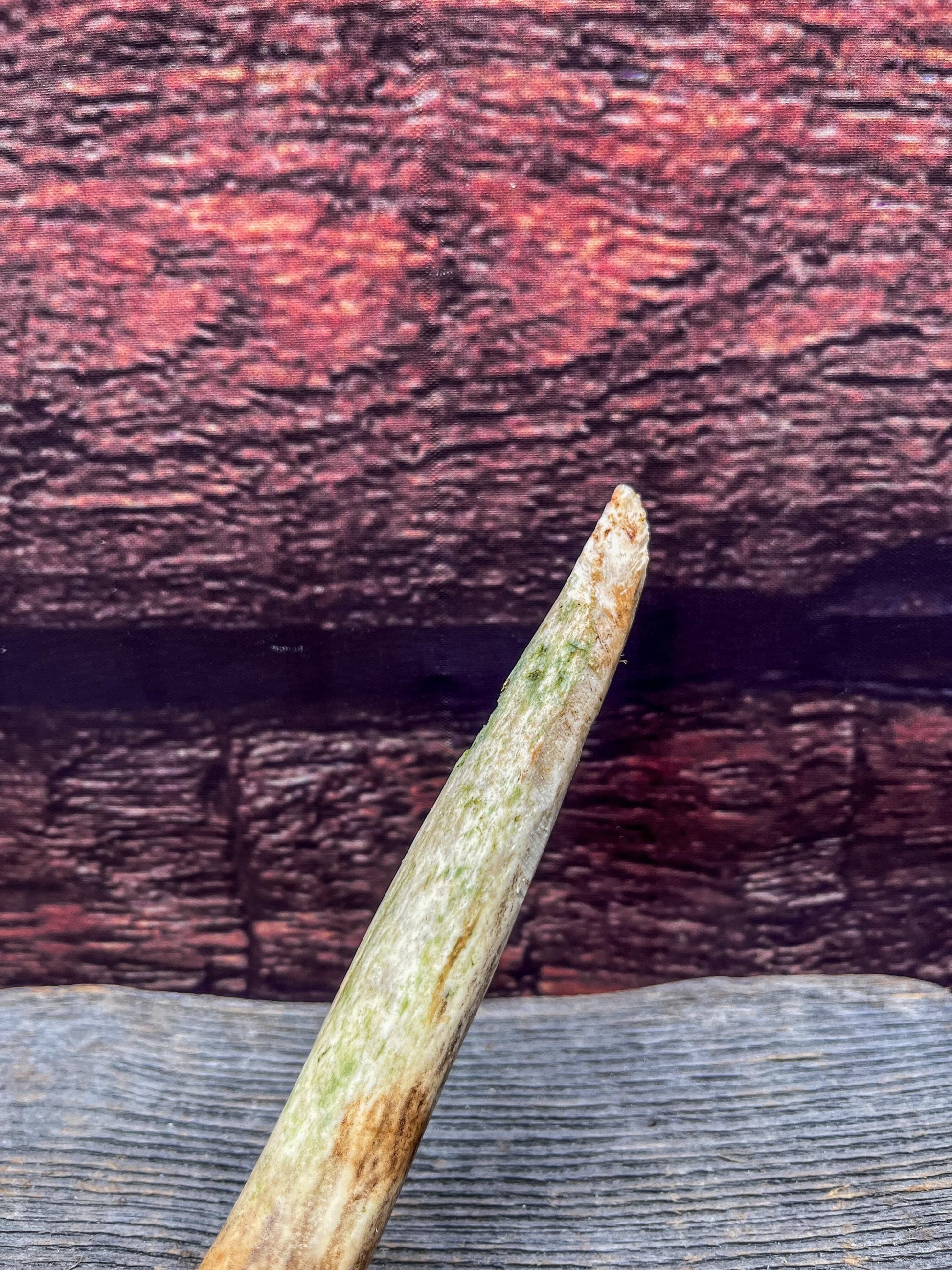 Antler from a White-tailed deer - Naturally Shed, Wild Deer Antler. for decor, design, crafting and more!