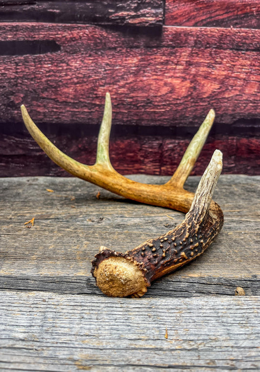 Antler from a White-tailed deer - Naturally Shed, Wild Deer Antler. for decor, design, crafting and more!