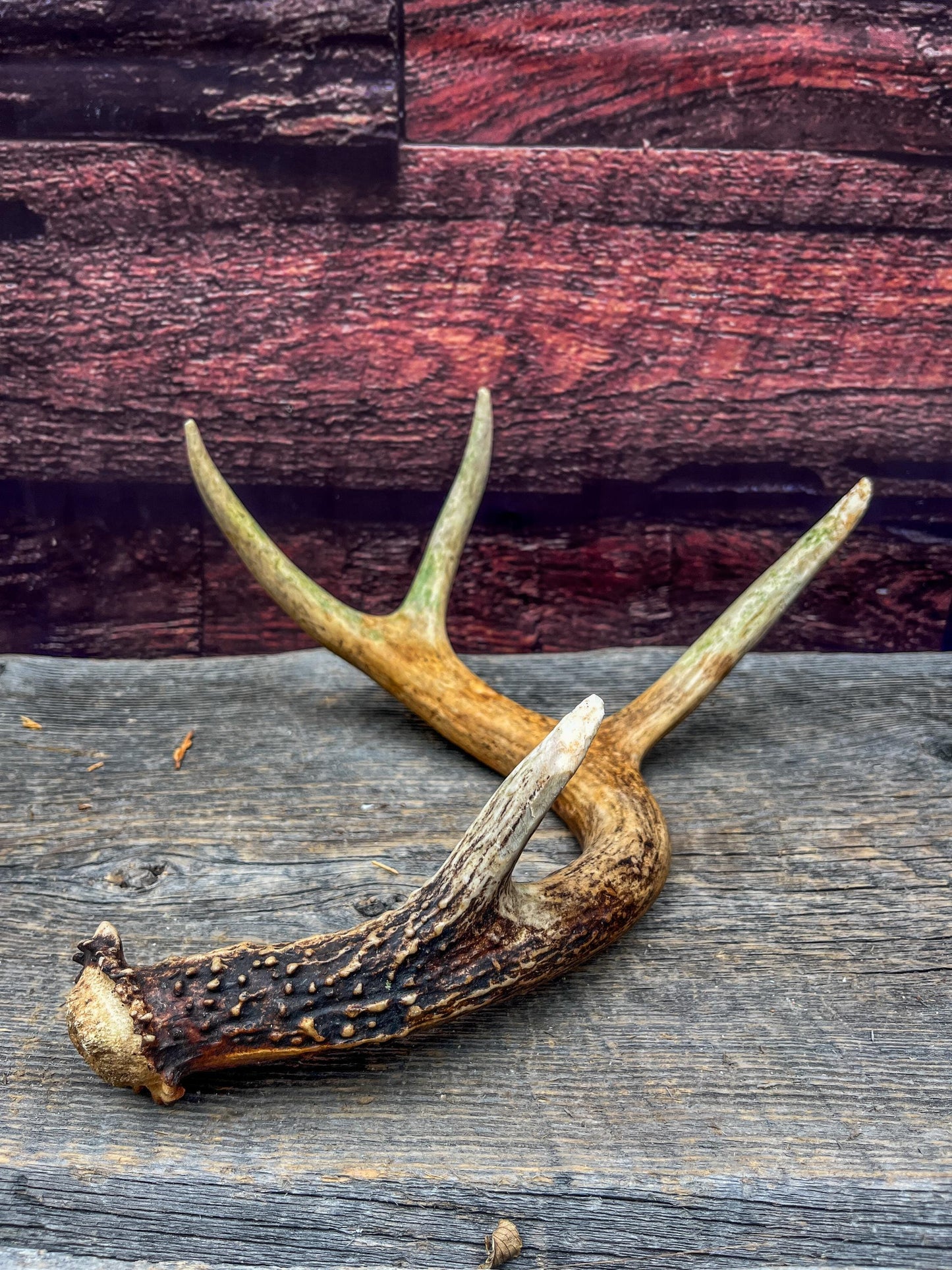 Antler from a White-tailed deer - Naturally Shed, Wild Deer Antler. for decor, design, crafting and more!