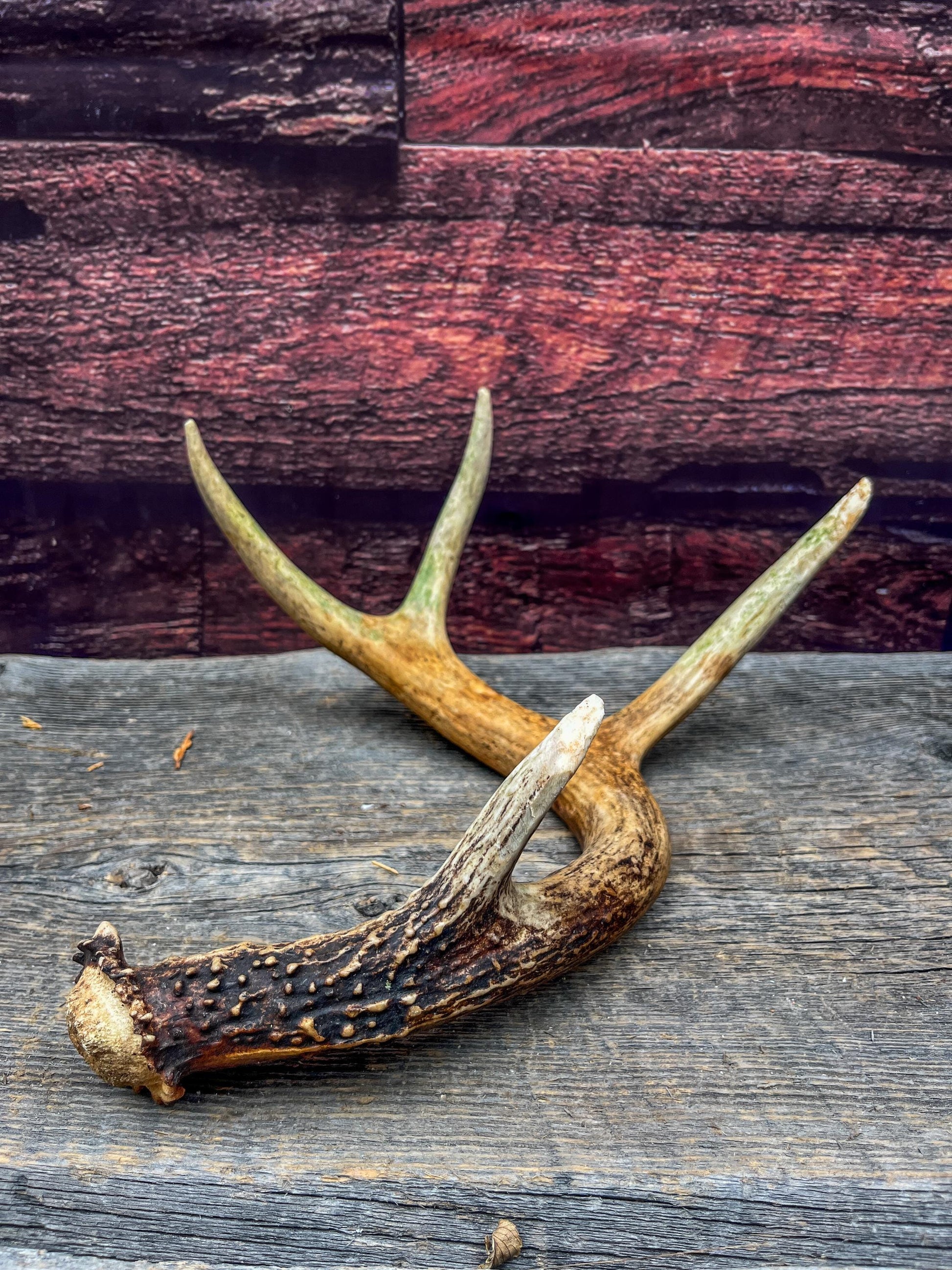 Antler from a White-tailed deer - Naturally Shed, Wild Deer Antler. for decor, design, crafting and more!