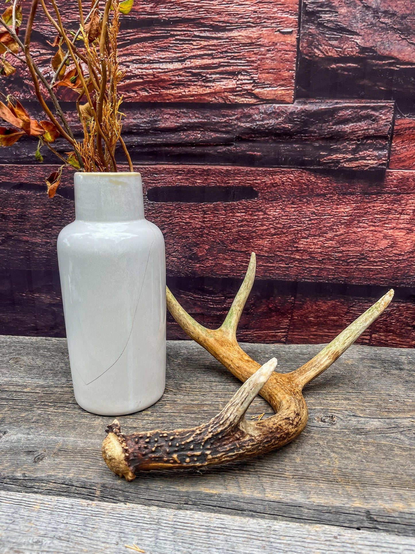 Antler from a White-tailed deer - Naturally Shed, Wild Deer Antler. for decor, design, crafting and more!