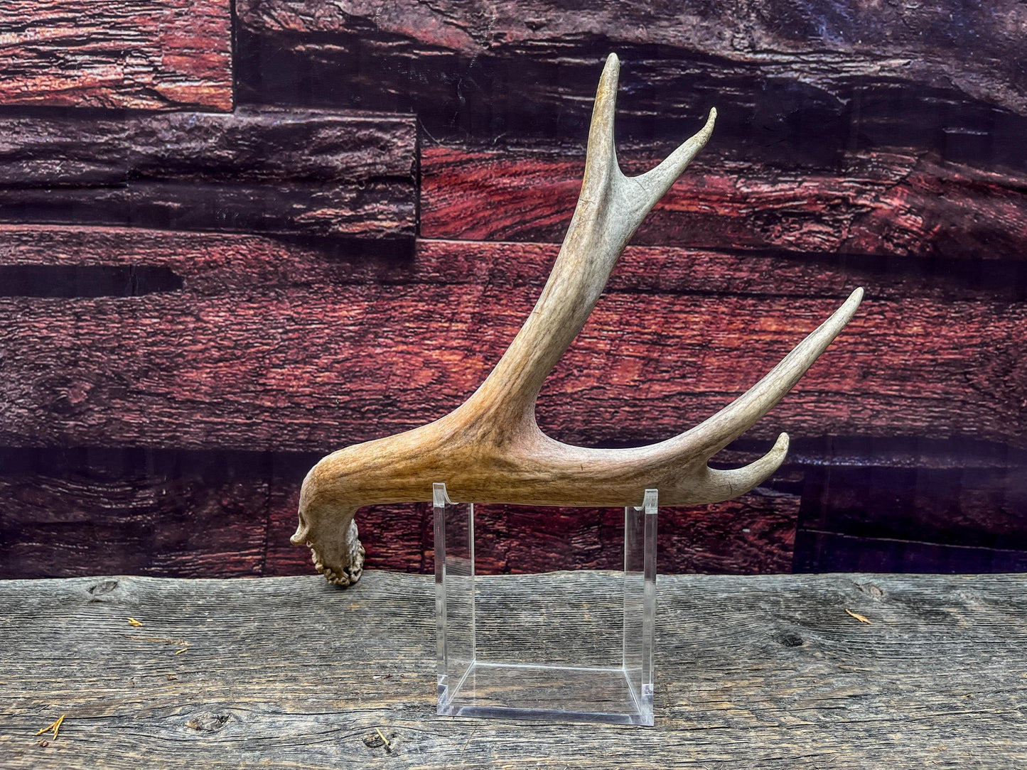 Deer antler - Mule deer. Elegant, Natural interior decor item. Crafting, Decor and Interior Design