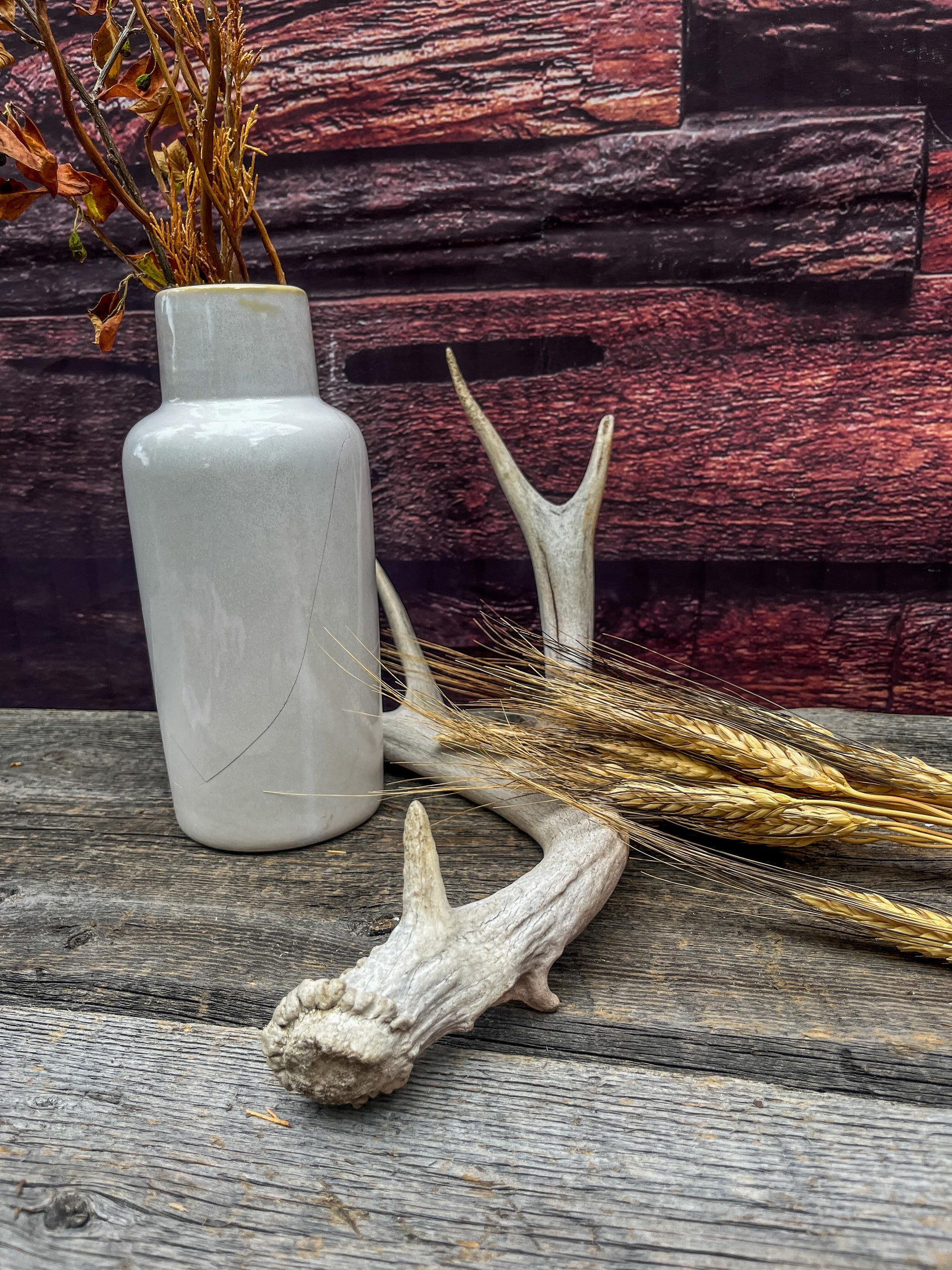 Deer antler - Mule deer. Elegant, Natural interior decor item. Crafting, Decor and Interior Design