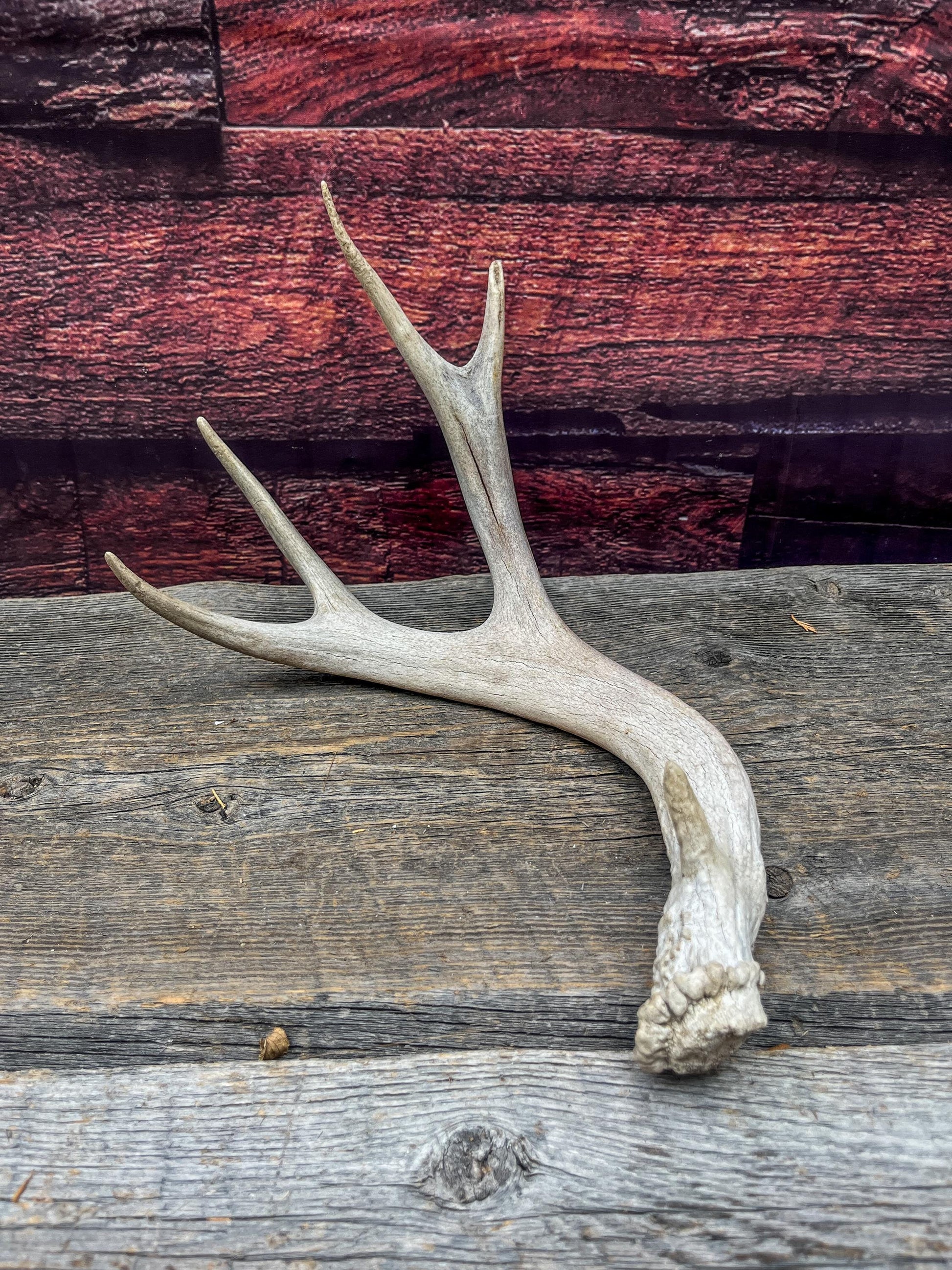 Deer antler - Mule deer. Elegant, Natural interior decor item. Crafting, Decor and Interior Design
