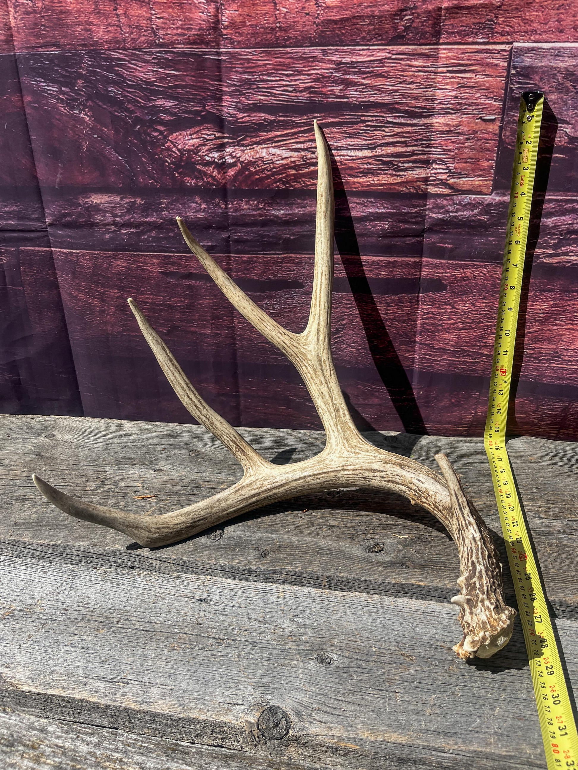 Mule Deer Antler. Beautiful Rustic Decor Item. Elegant and Fresh Antler for Natural Home Decor and Interior Design.