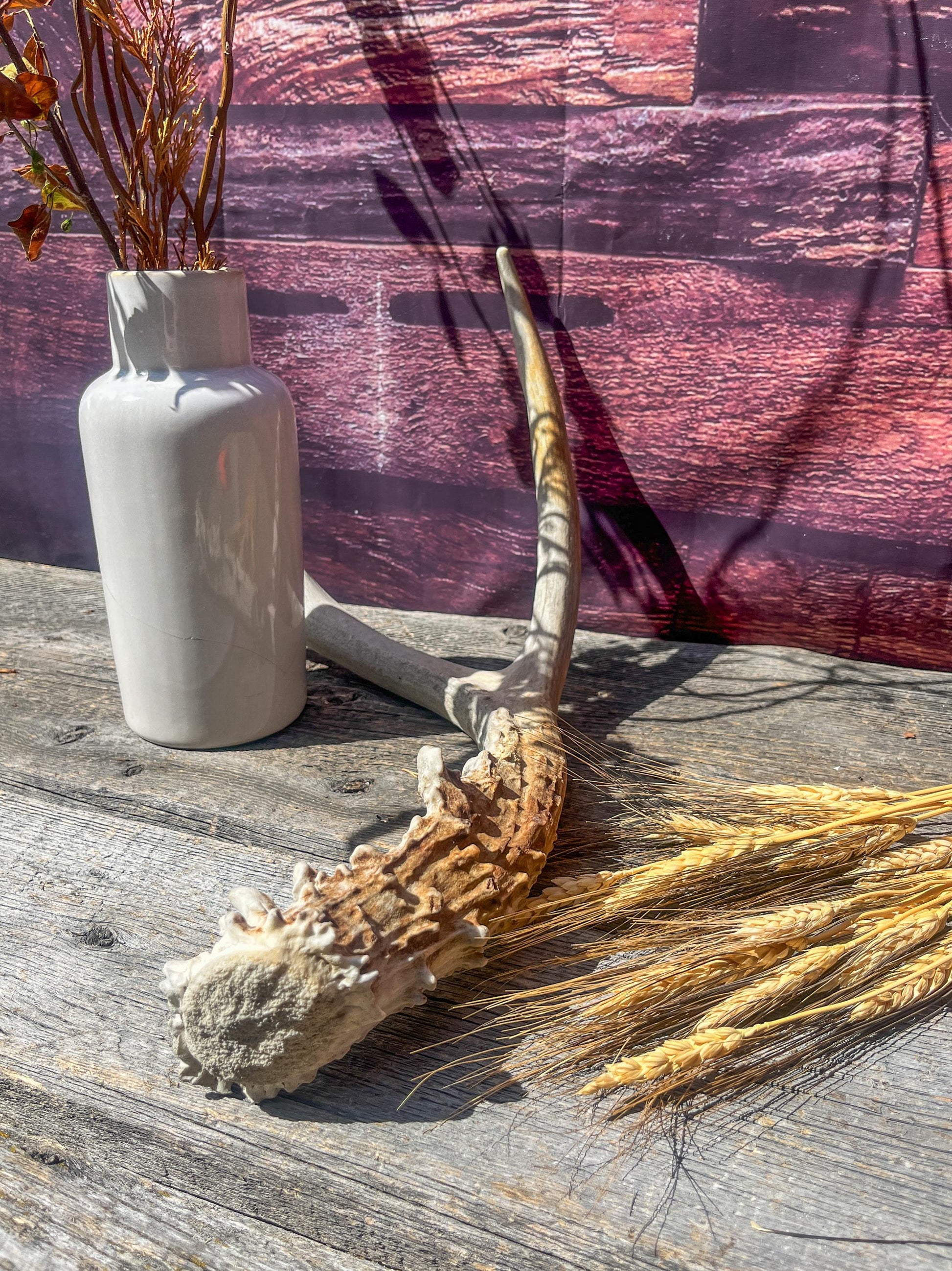Small Mule Deer Antler. Decor piece, Table Centerpiece, and More.