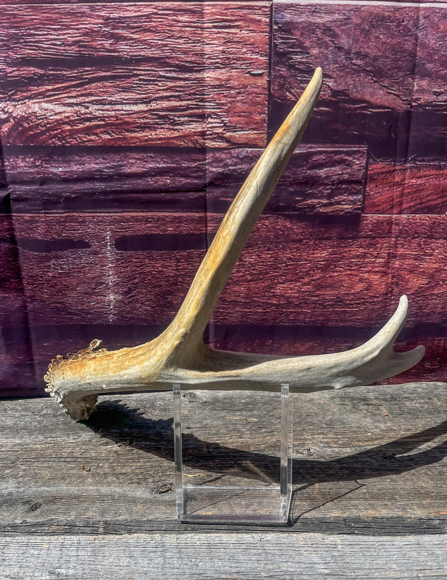 Small Mule Deer Antler. Decor piece, Table Centerpiece, and More.