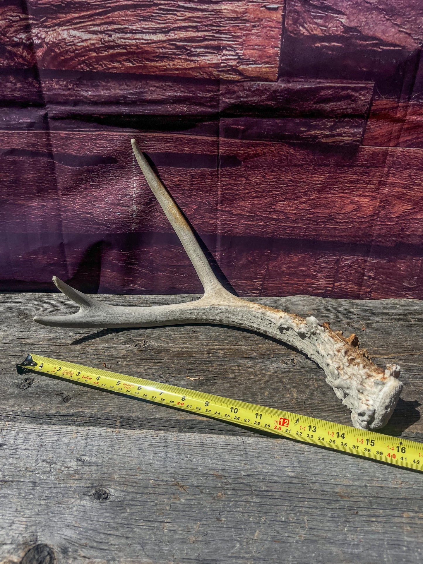 Small Mule Deer Antler. Decor piece, Table Centerpiece, and More.