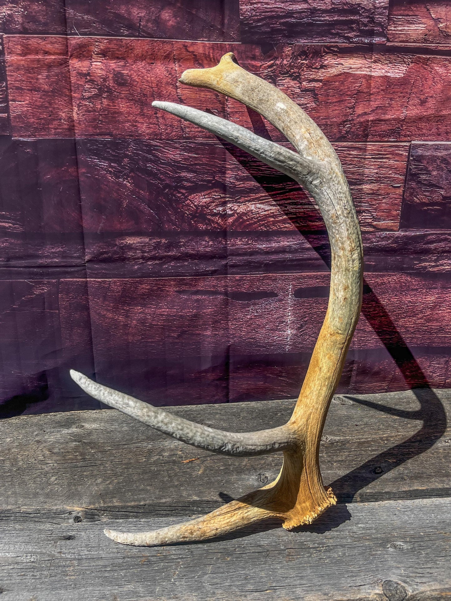 Wild Canadian Elk Shed. Antler Decor Piece, Crafting Item. Antler.
