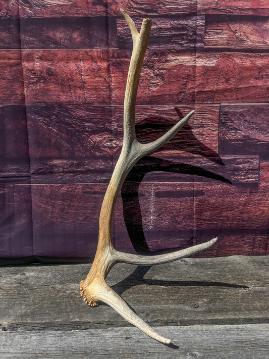 Wild Canadian Elk Shed. Antler Decor Piece, Crafting Item. Antler.