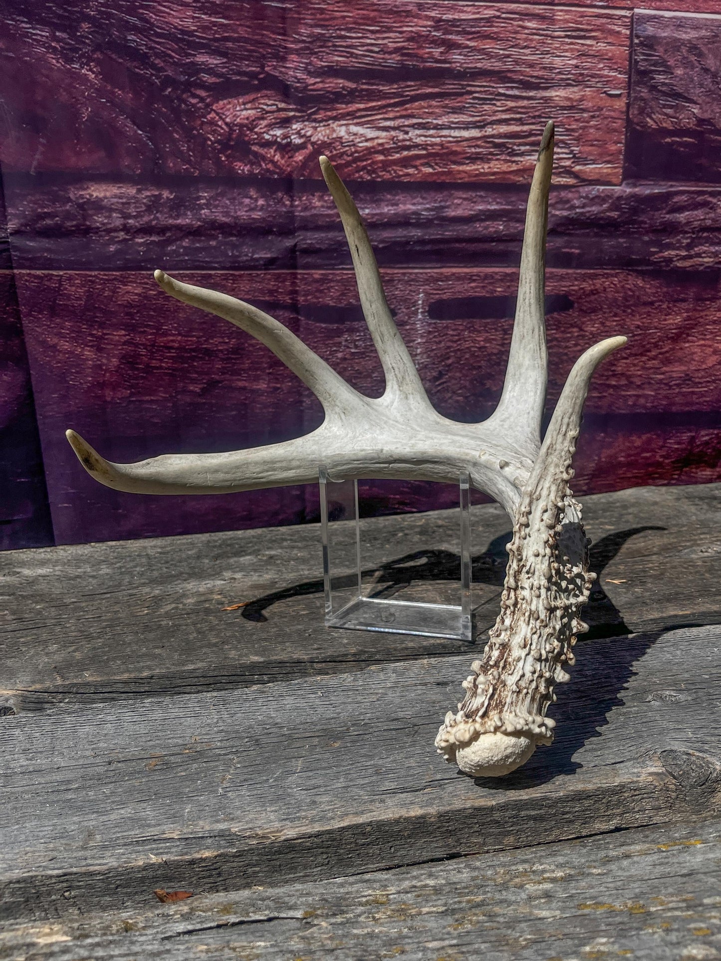 Single White-tailed Deer Antler - Canadian Whitetailed deer Antler. Decor, design, crafting and more!