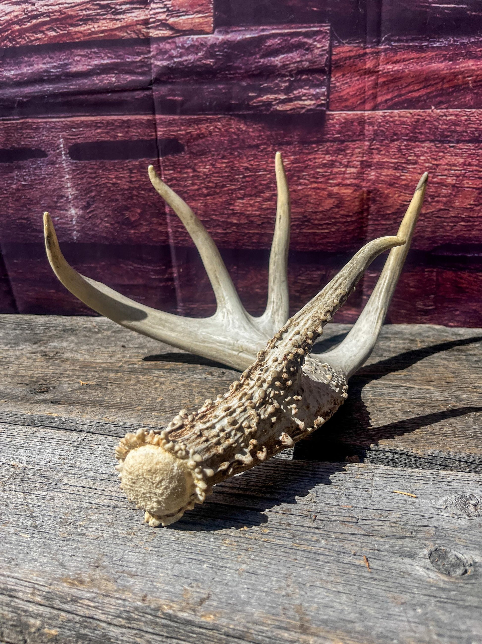 Single White-tailed Deer Antler - Canadian Whitetailed deer Antler. Decor, design, crafting and more!