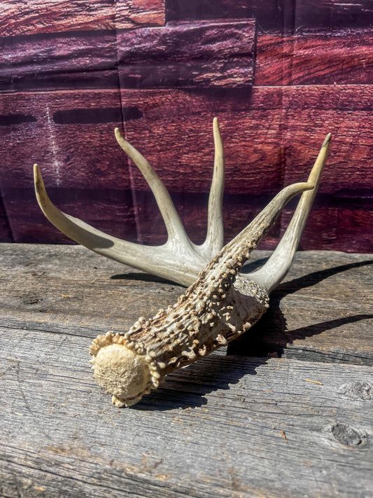 Single White-tailed Deer Antler - Canadian Whitetailed deer Antler. Decor, design, crafting and more!