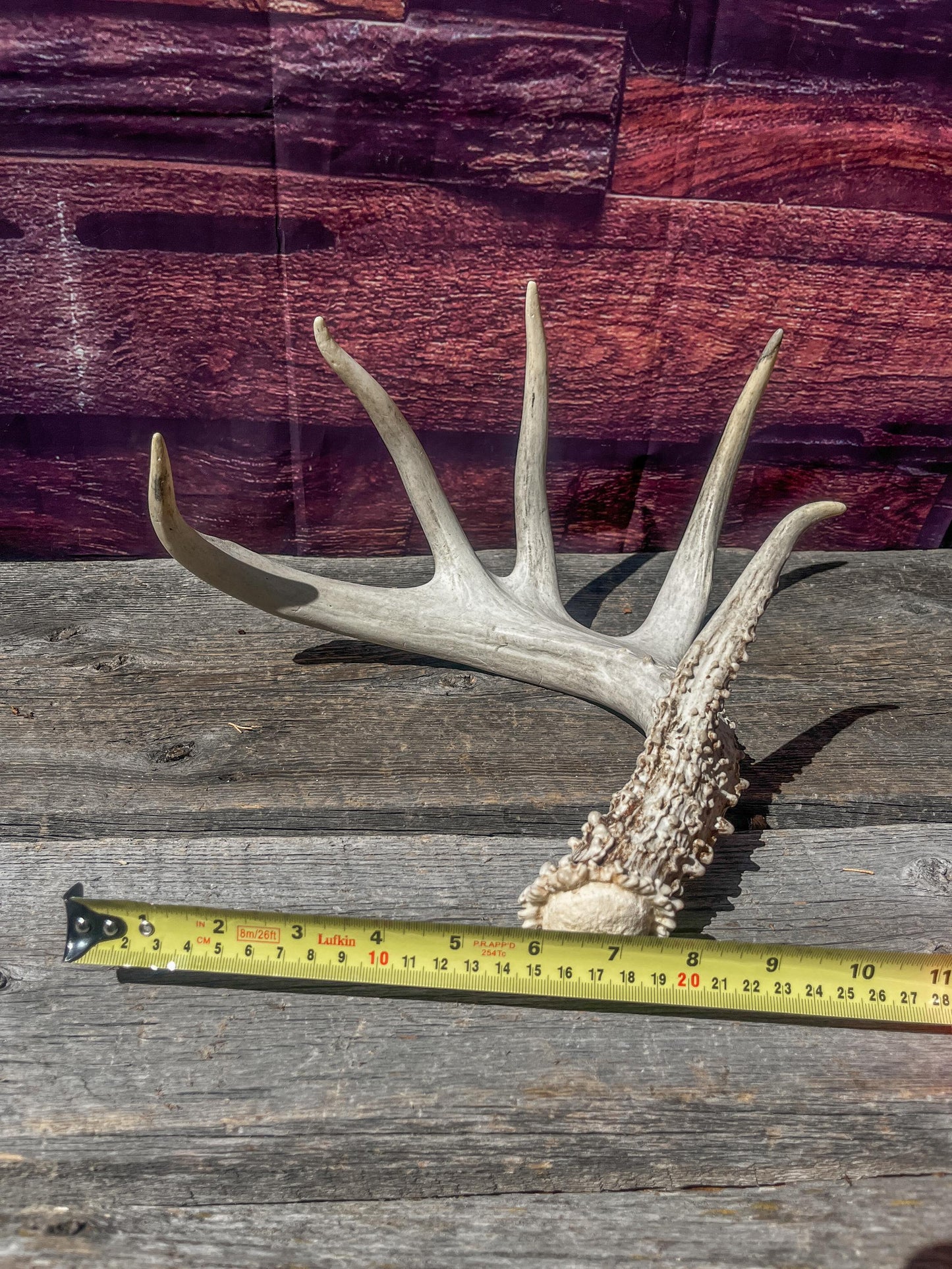 Single White-tailed Deer Antler - Canadian Whitetailed deer Antler. Decor, design, crafting and more!