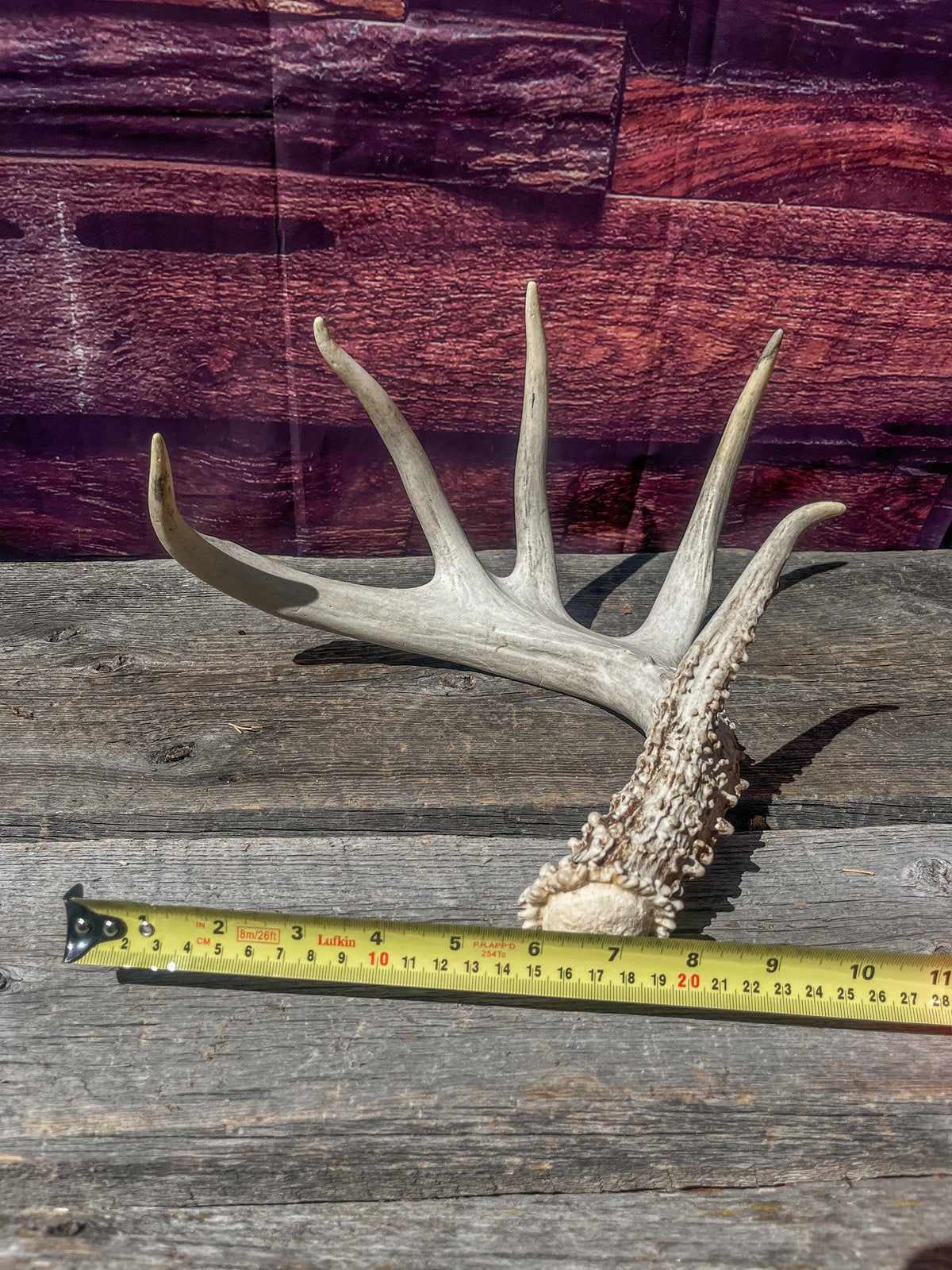 Single White-tailed Deer Antler - Canadian Whitetailed deer Antler. Decor, design, crafting and more!