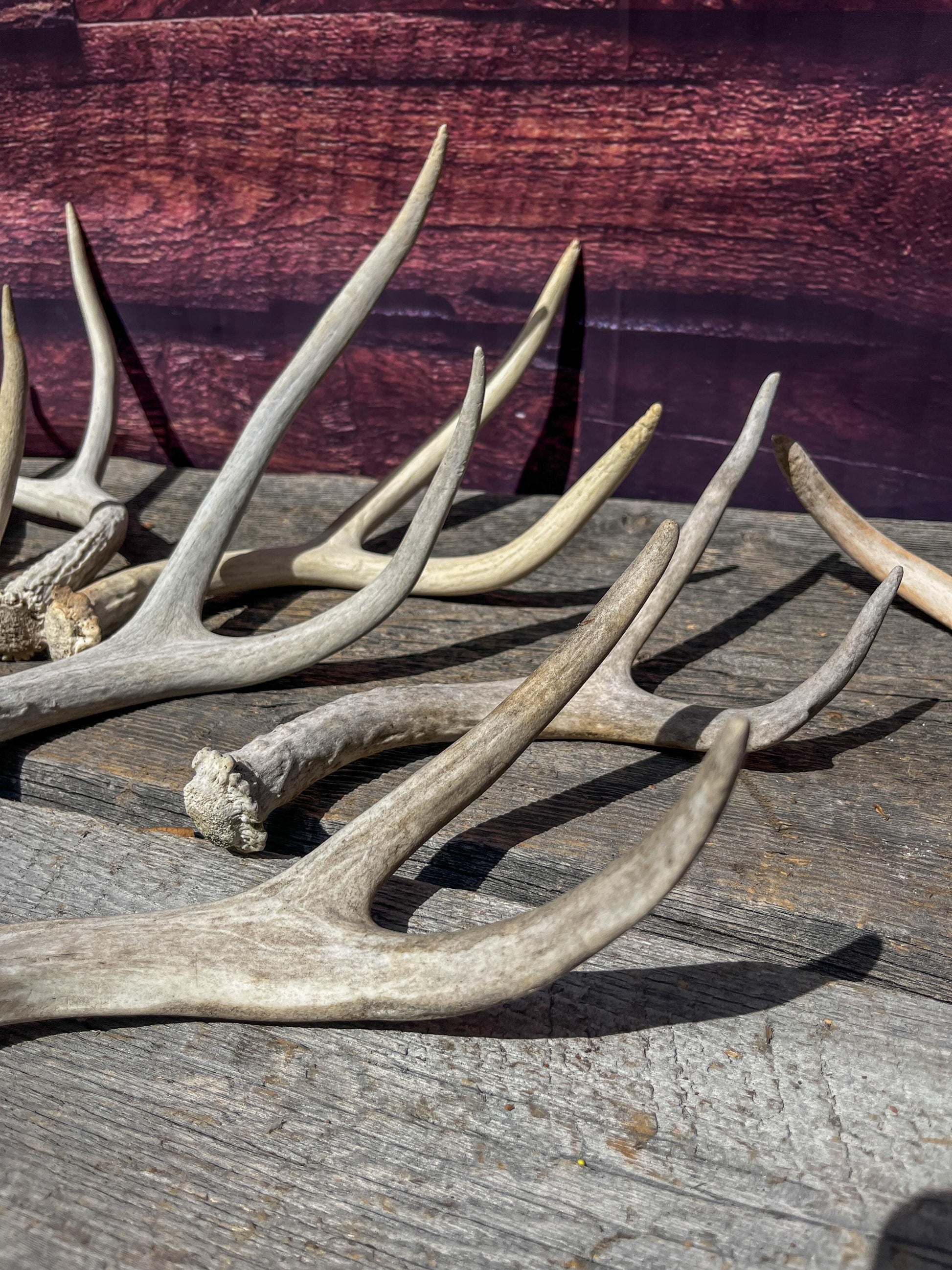 Small Mule Deer and White-tailed Deer Antler Bundle. For Decor pieces, Interior Design, Crafting and More.
