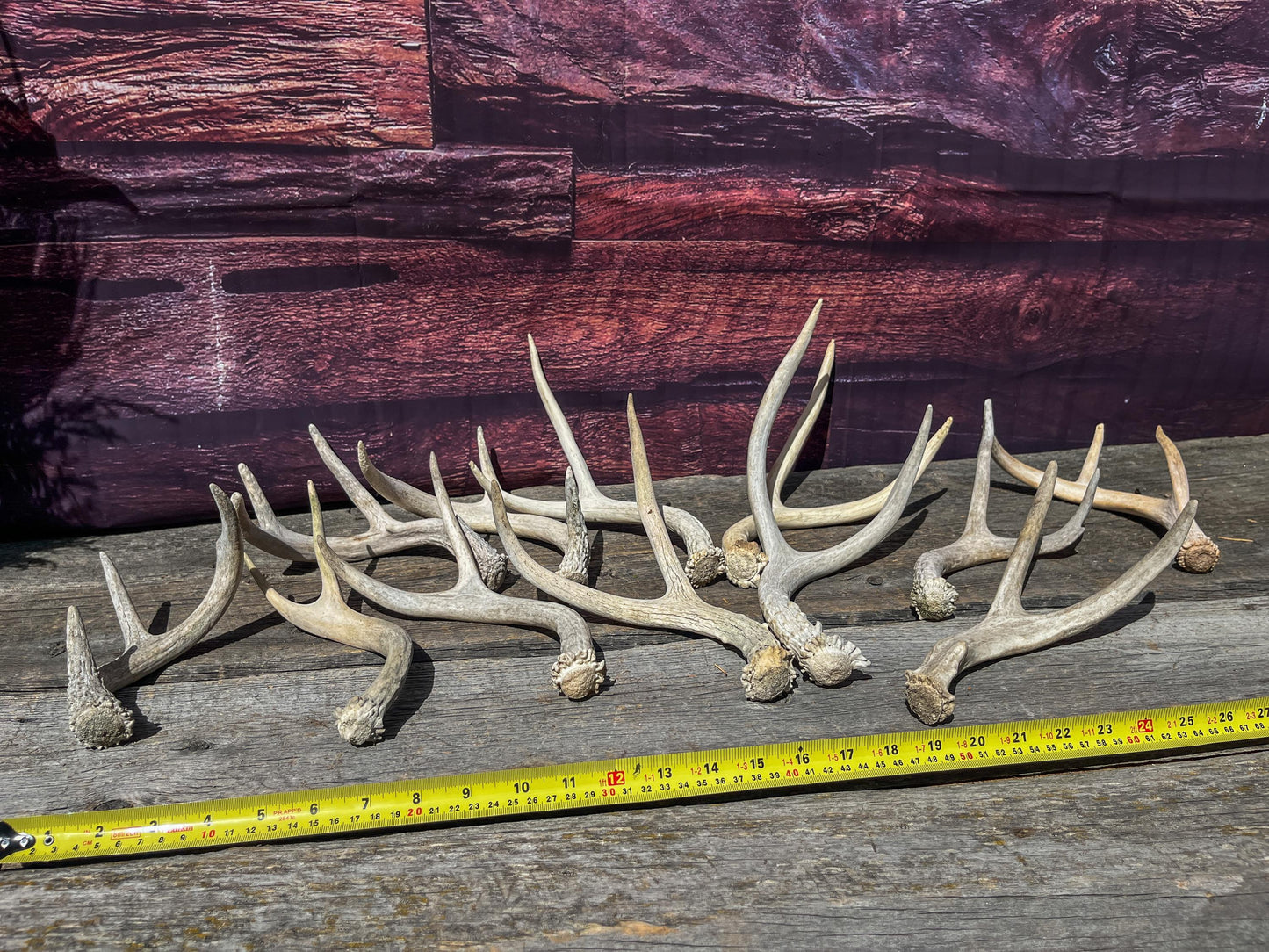 Small Mule Deer and White-tailed Deer Antler Bundle. For Decor pieces, Interior Design, Crafting and More.