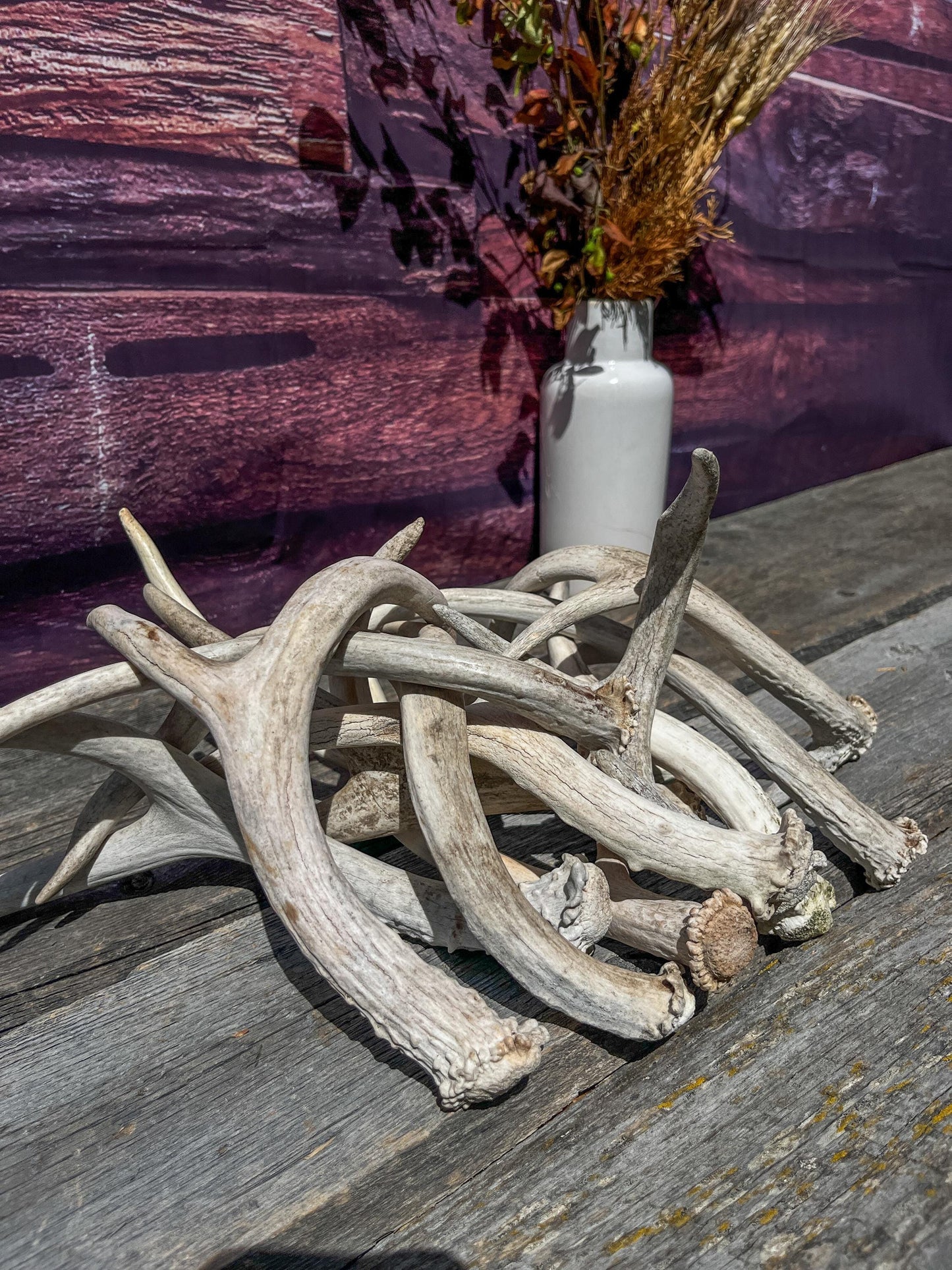 Small Mule Deer and White-tailed Deer Antler Bundle. For Decor pieces, Interior Design, Crafting and More.