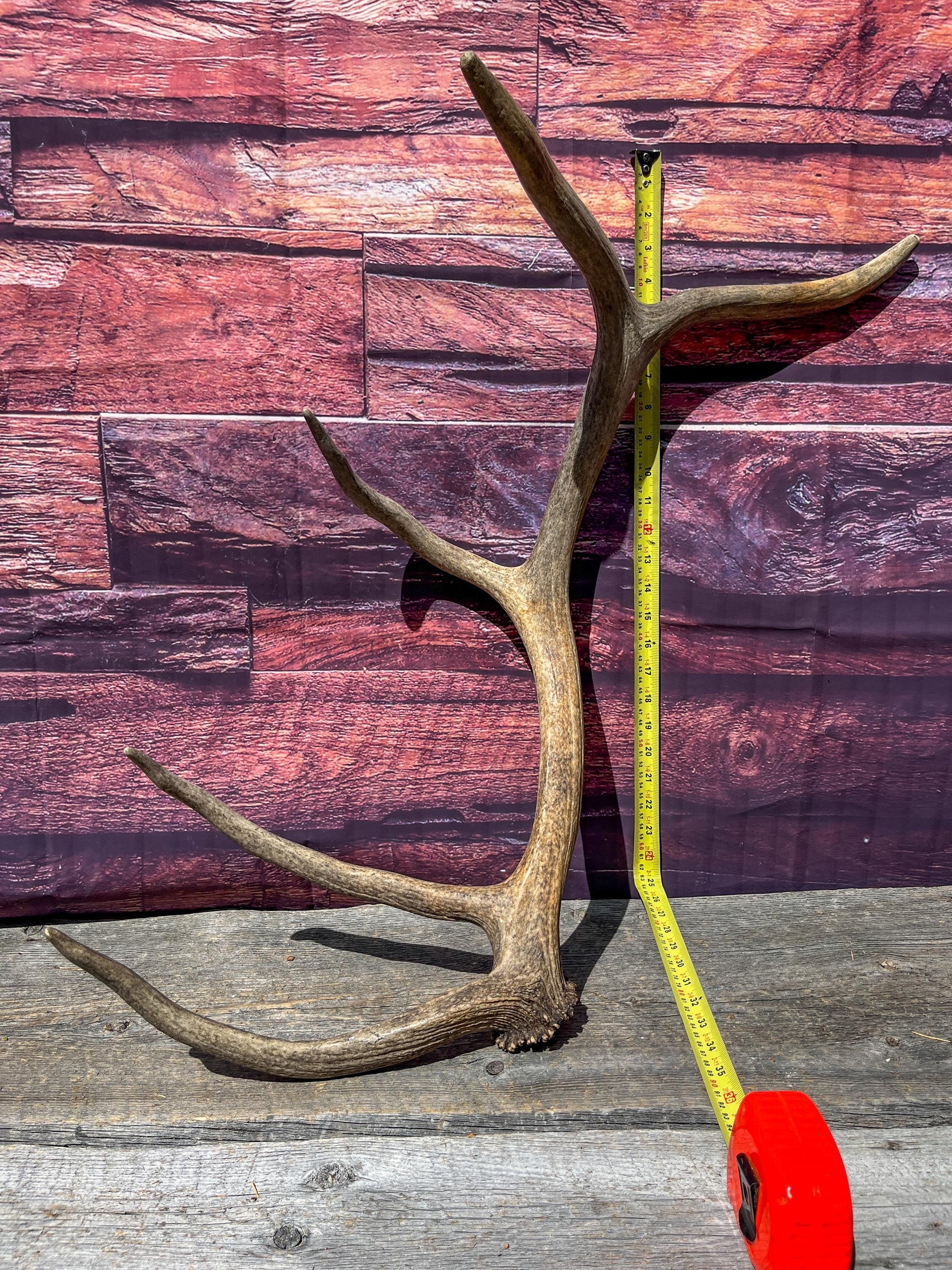 Matching Antler Set from a Wild Canadian Bull Elk! Home and Cabin Decor, Wall Decor, Mantle and Fireplace Ornament.