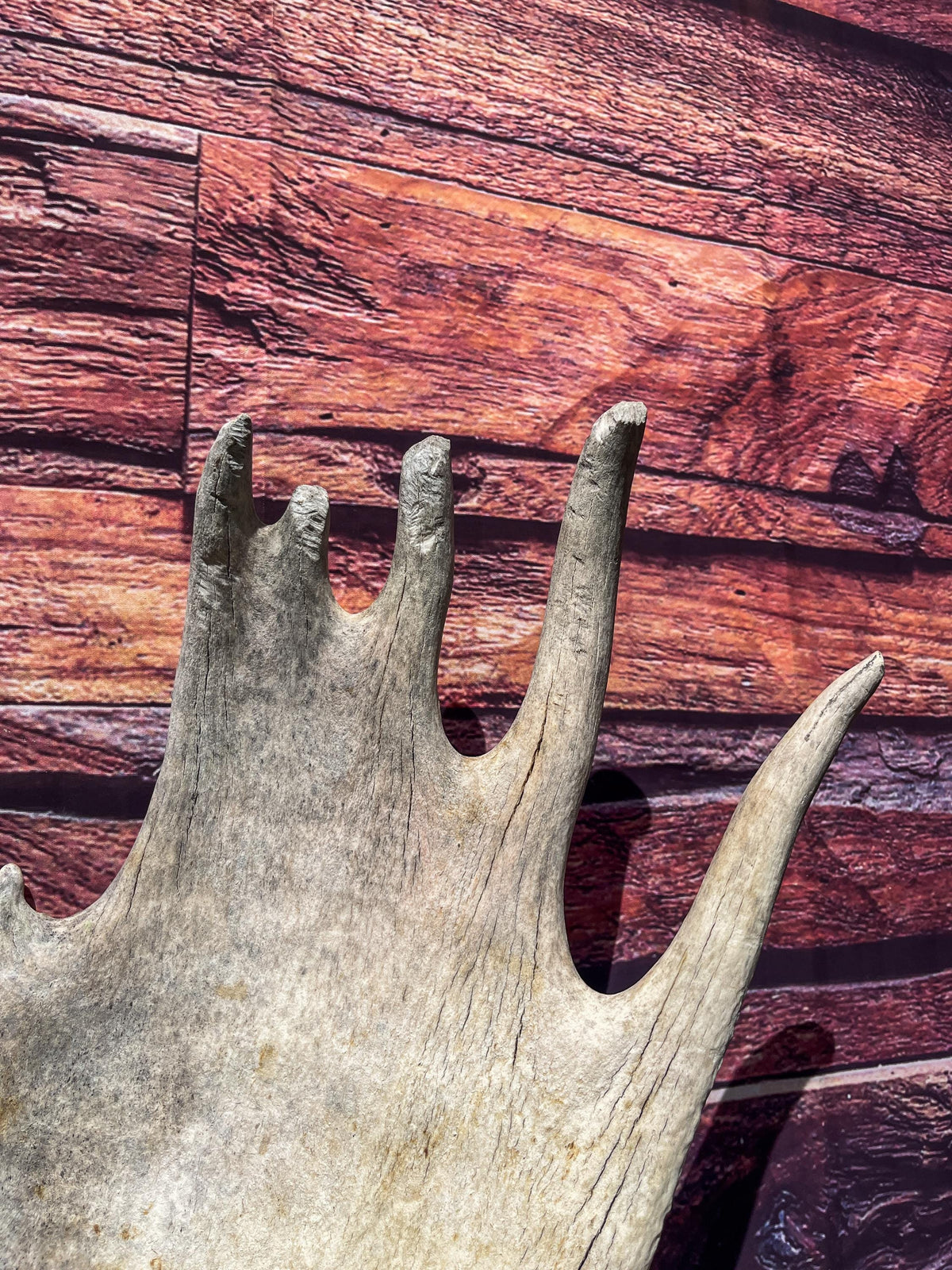 Extra Large Bull Moose Antler - Crafting, Decor and More!