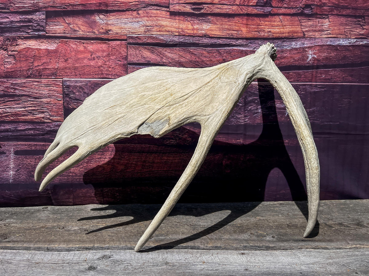 Extra Large Bull Moose Antler - Crafting, Decor and More!