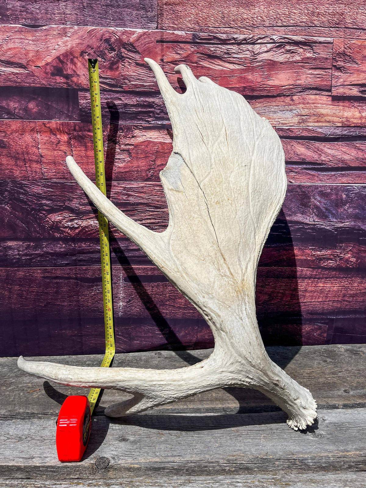 Extra Large Bull Moose Antler - Crafting, Decor and More!
